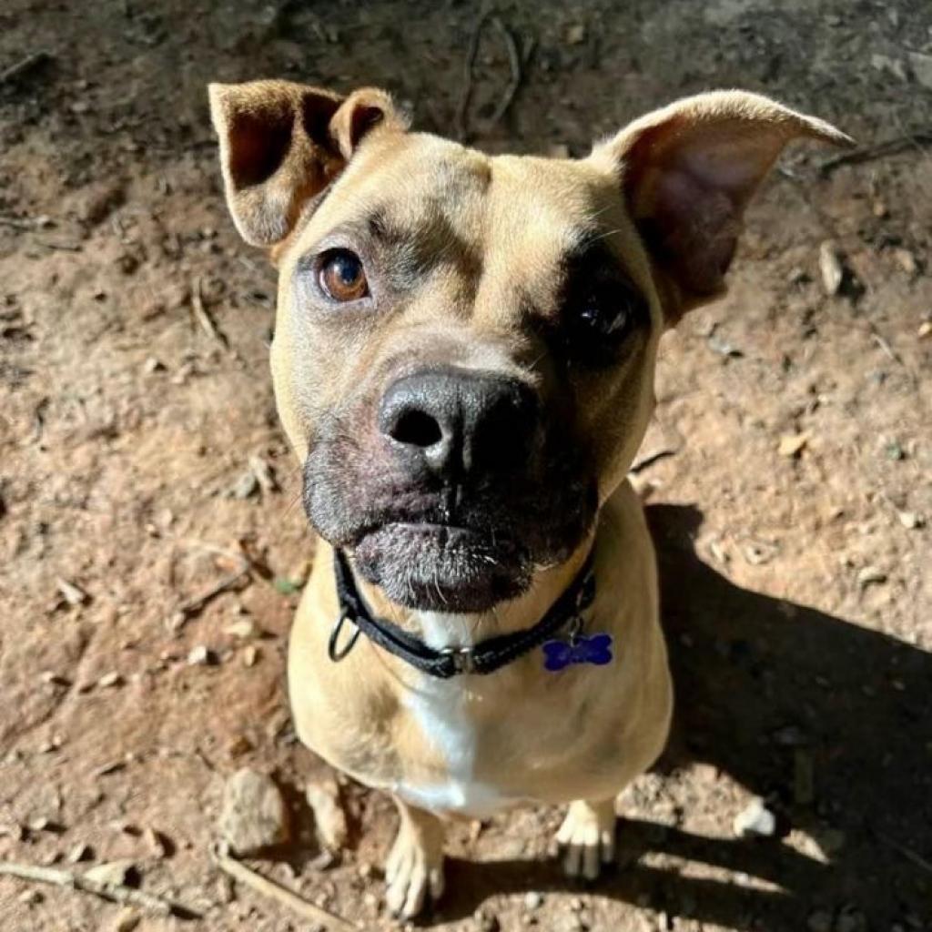 Thor, a Adoptable Mixed Breed in Blairsville, GA image 1/6