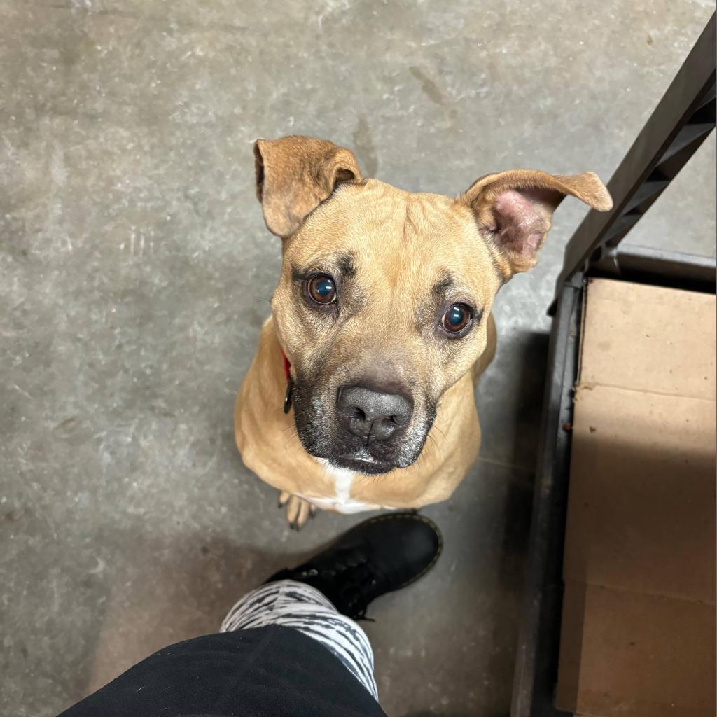 Thor, a Adoptable Mixed Breed in Blairsville, GA image 3/6