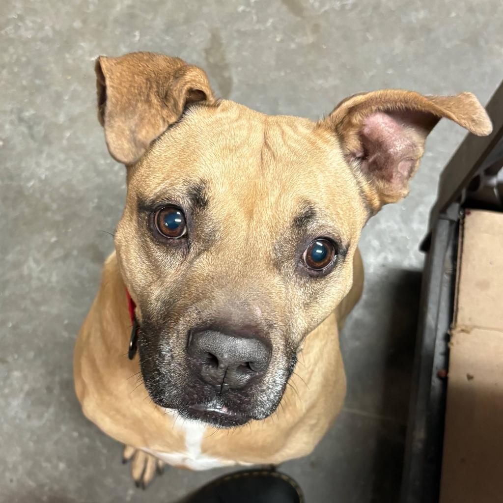 Thor, a Adoptable Mixed Breed in Blairsville, GA image 4/6