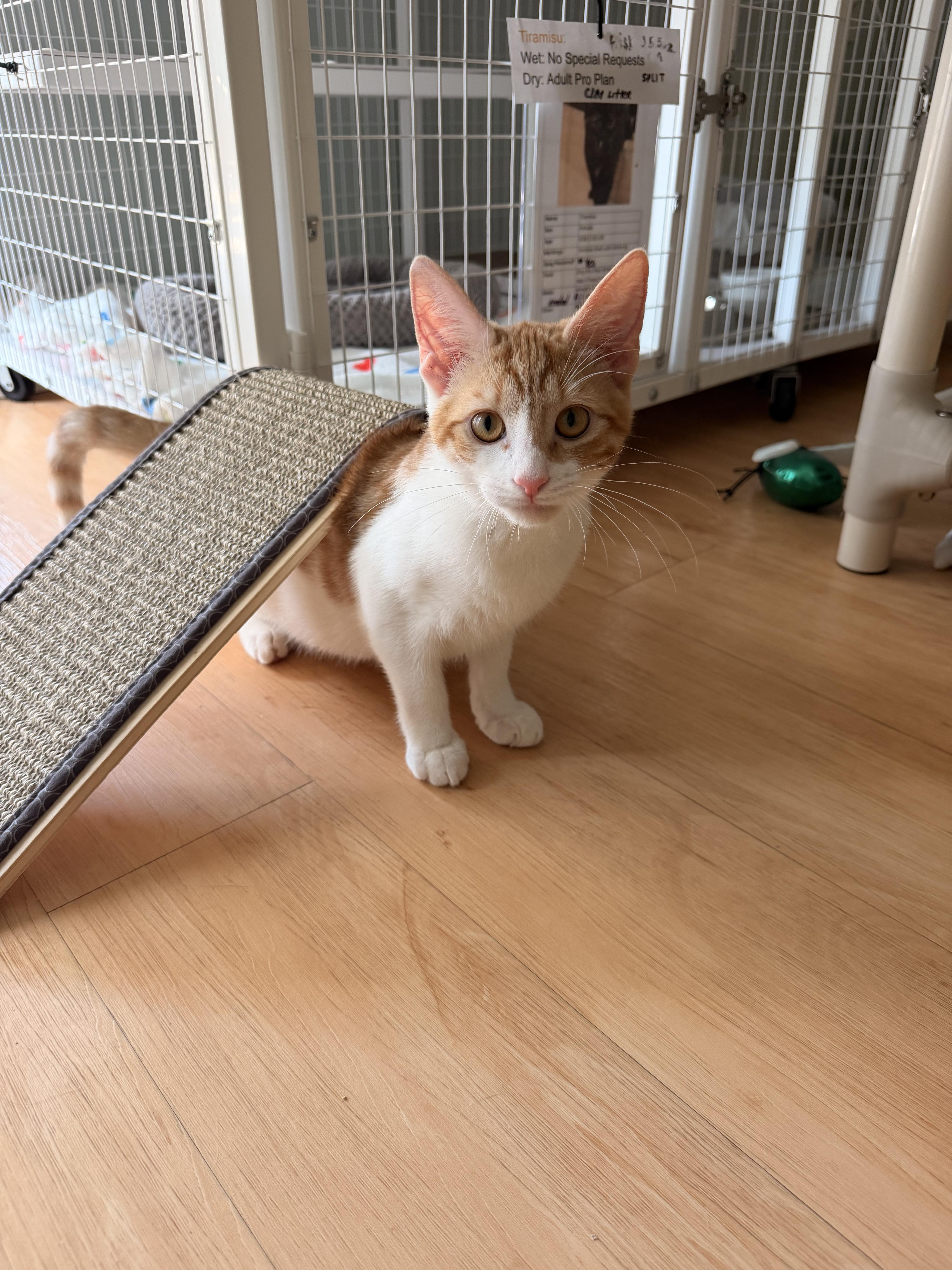 Enlarge Seastar, a Adopted Domestic Short Hair in Suffolk, VA image 1/1