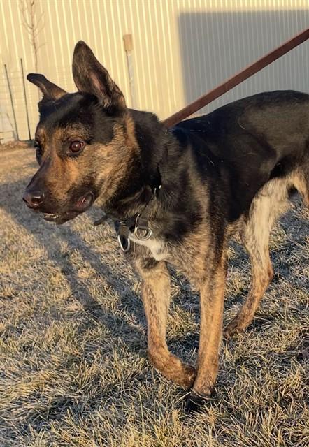 KIKO, Adoptable, Young Male German Shepherd Dog & Mixed Breed.