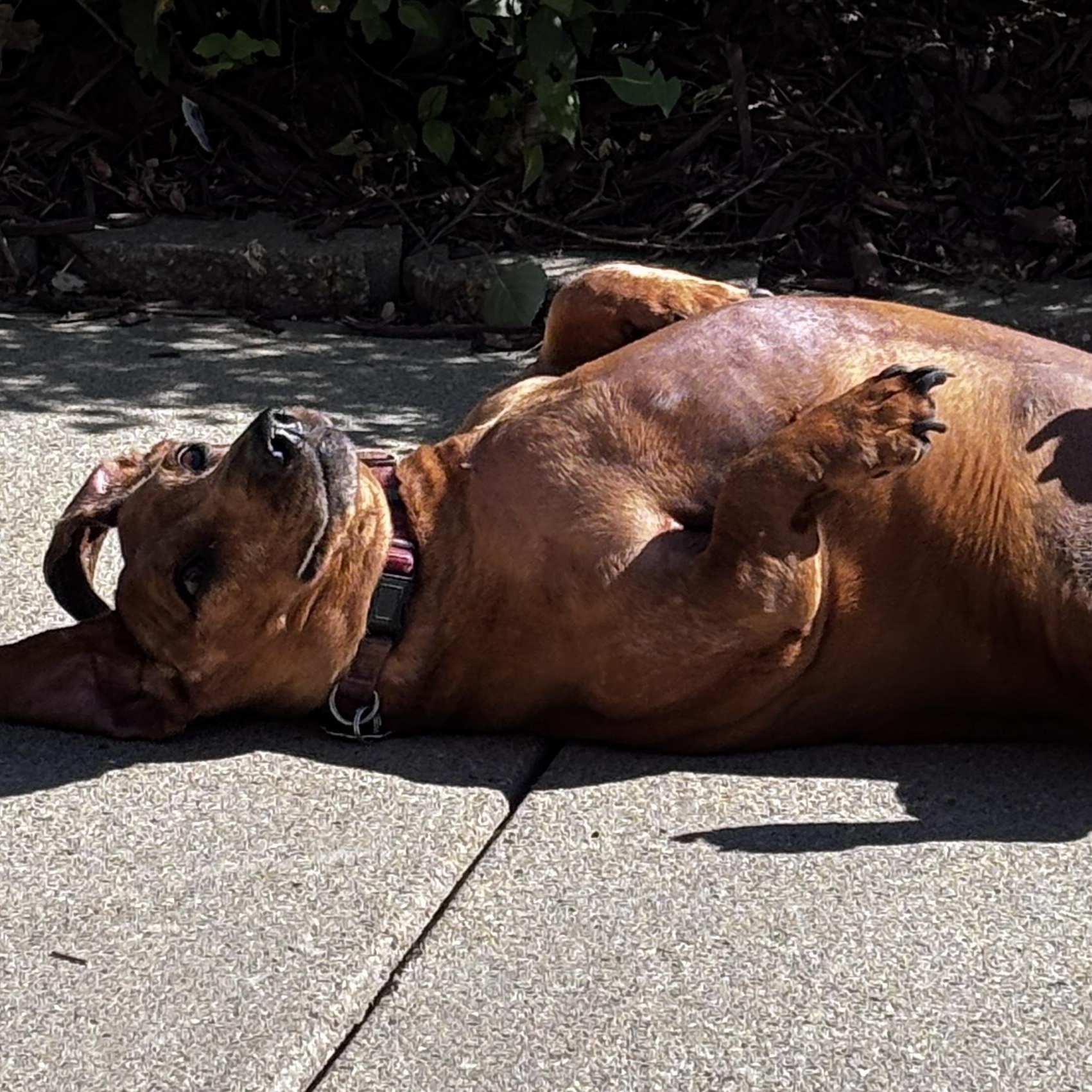 Goose, an adopted Dachshund in Omaha, NE image 3/4