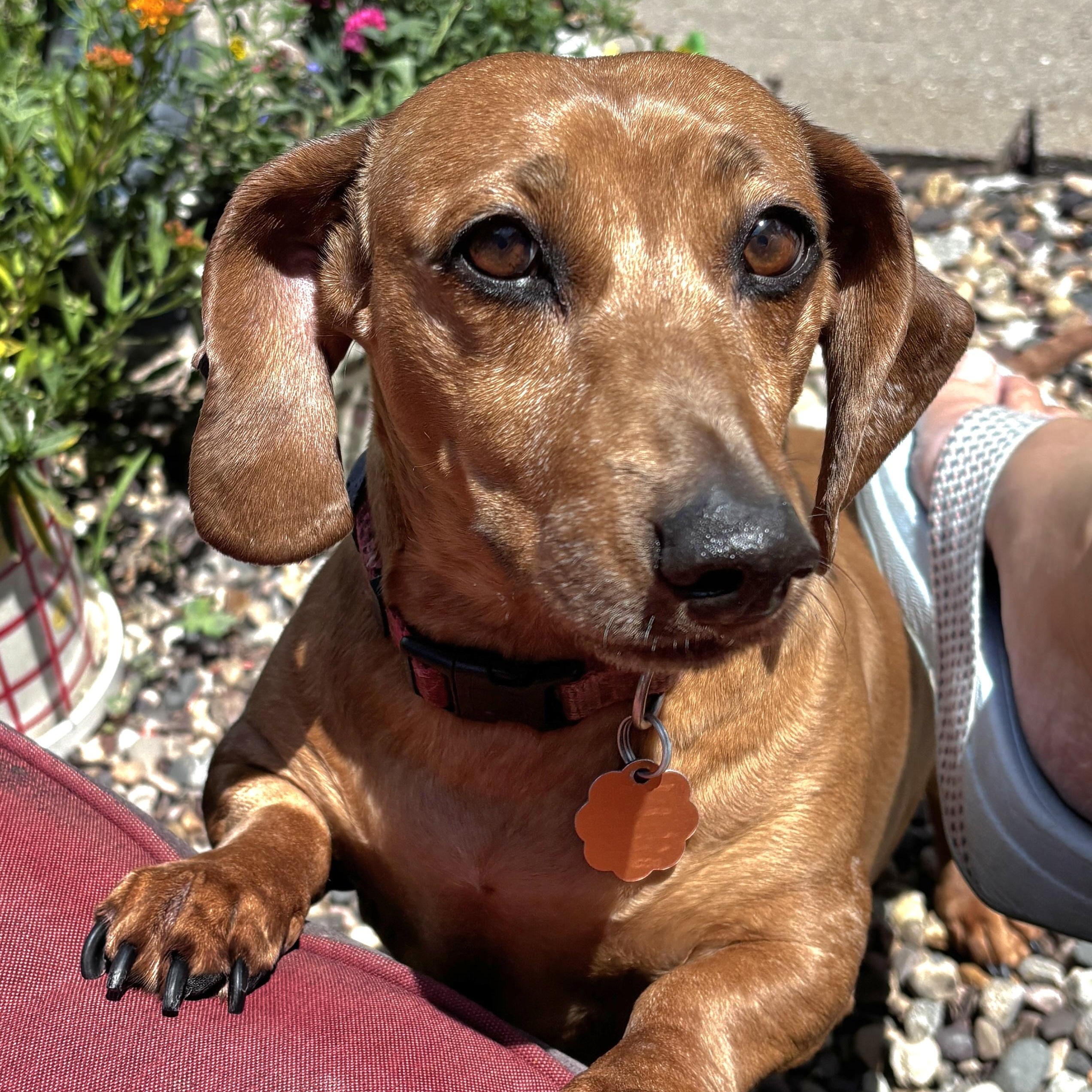 Goose, an adopted Dachshund in Omaha, NE image 1/4