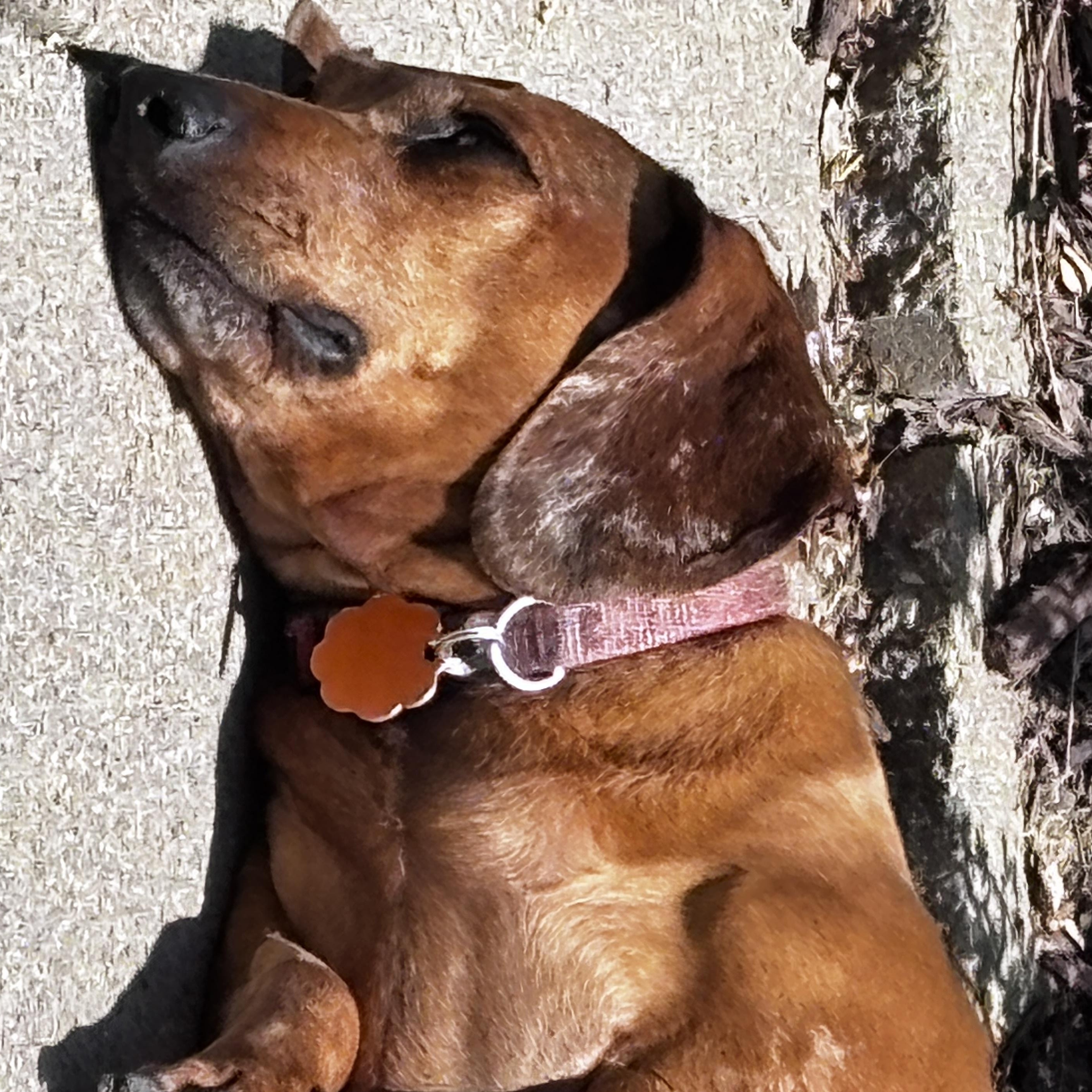 Goose, an adopted Dachshund in Omaha, NE image 4/4
