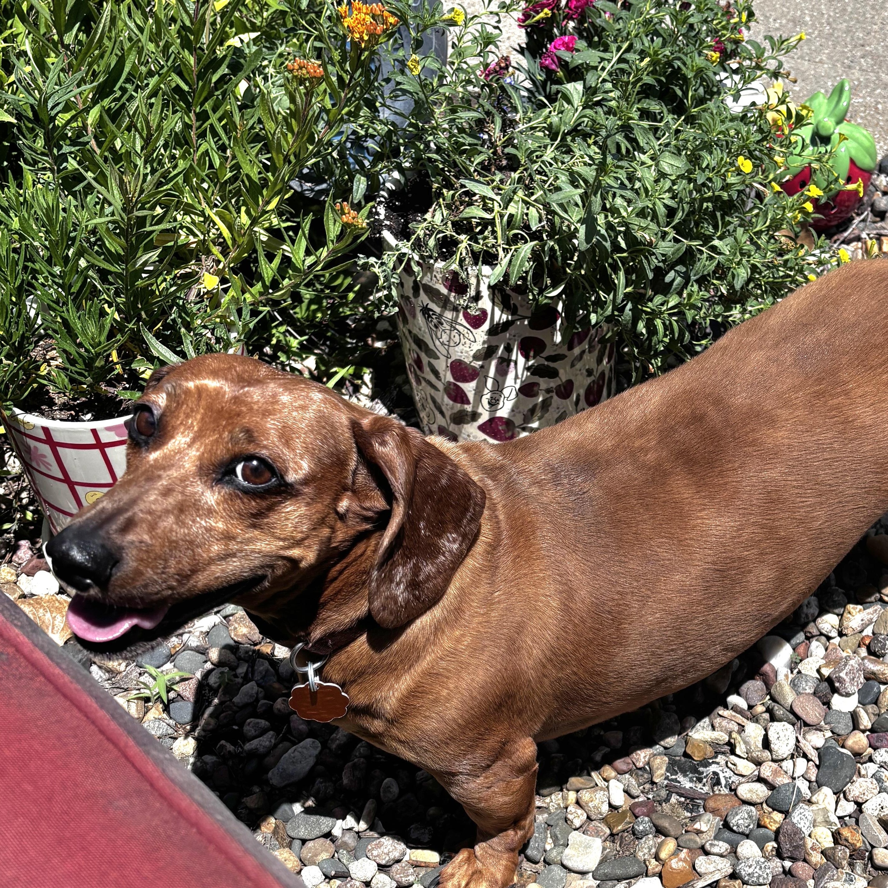 Goose, an adopted Dachshund in Omaha, NE image 2/4