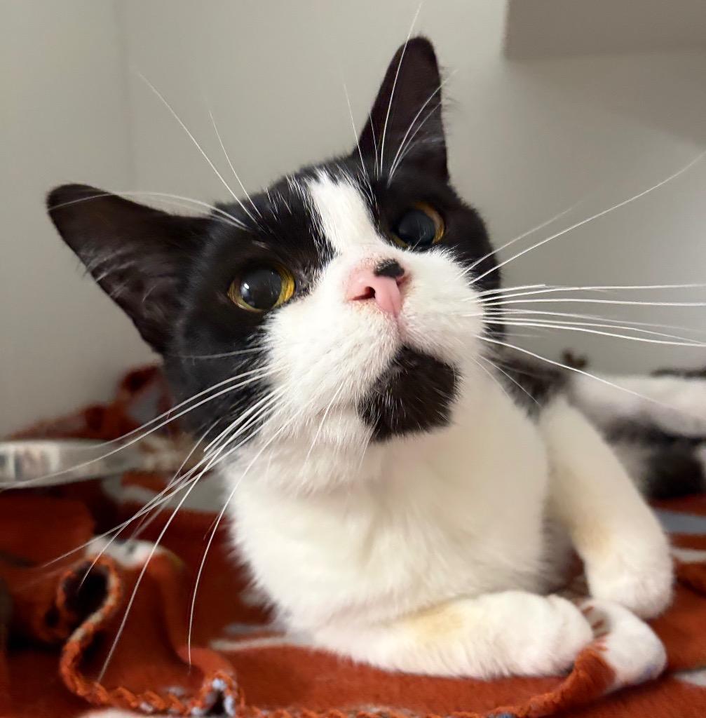 Ester, a Adoptable mixed breed in Huntington, IN image 1/2