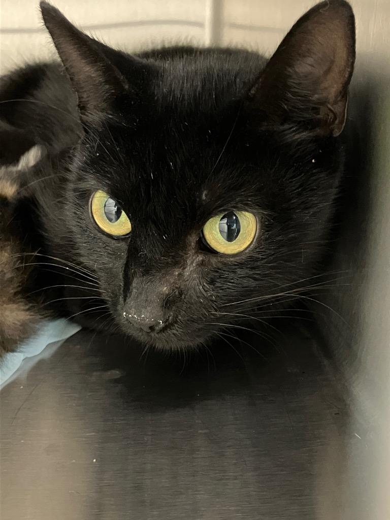 Enlarge Mamba, a Adoptable mixed breed in Christiansburg, VA image 1/1