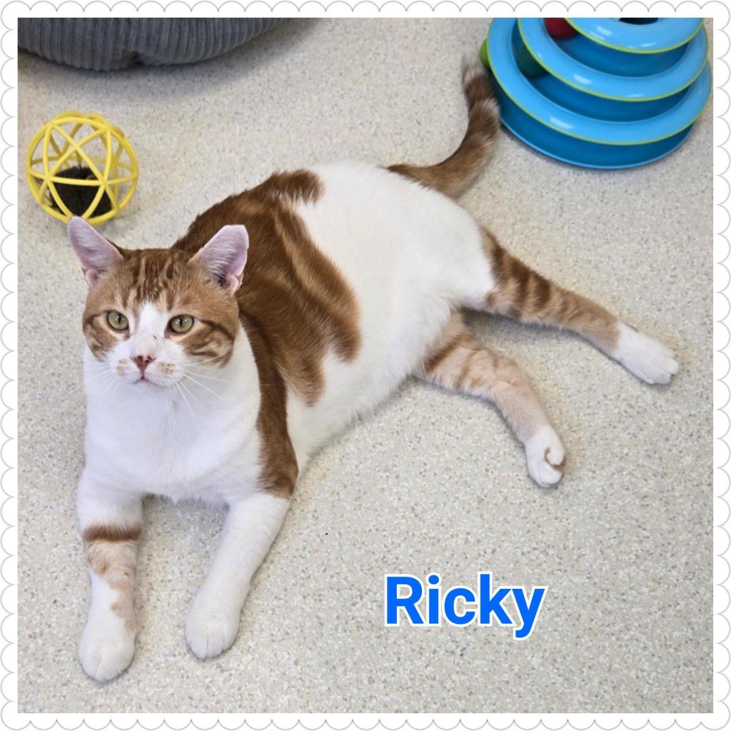 Enlarge Ricky, a Adoptable mixed breed in North Saint Paul, MN image 2/6