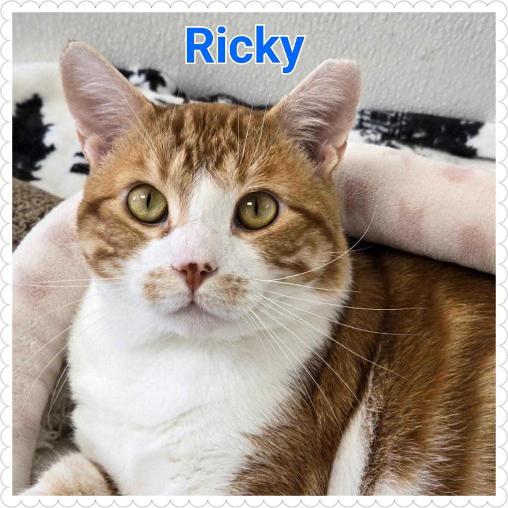 Enlarge Ricky, a Adoptable mixed breed in North Saint Paul, MN image 3/6