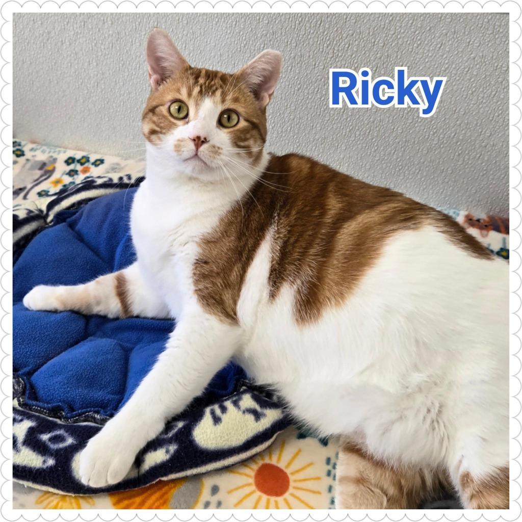 Enlarge Ricky, a Adoptable mixed breed in North Saint Paul, MN image 3/6