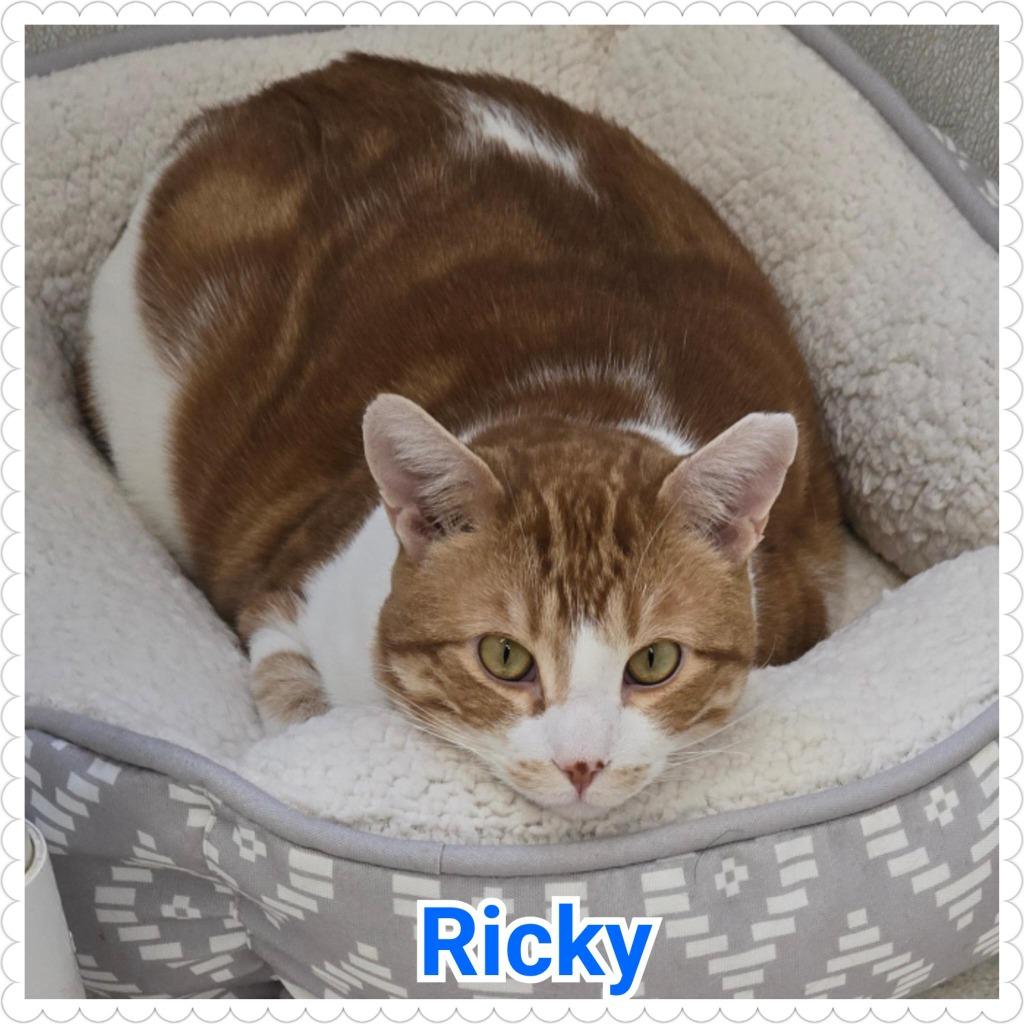 Enlarge Ricky, a Adoptable mixed breed in North Saint Paul, MN image 1/6