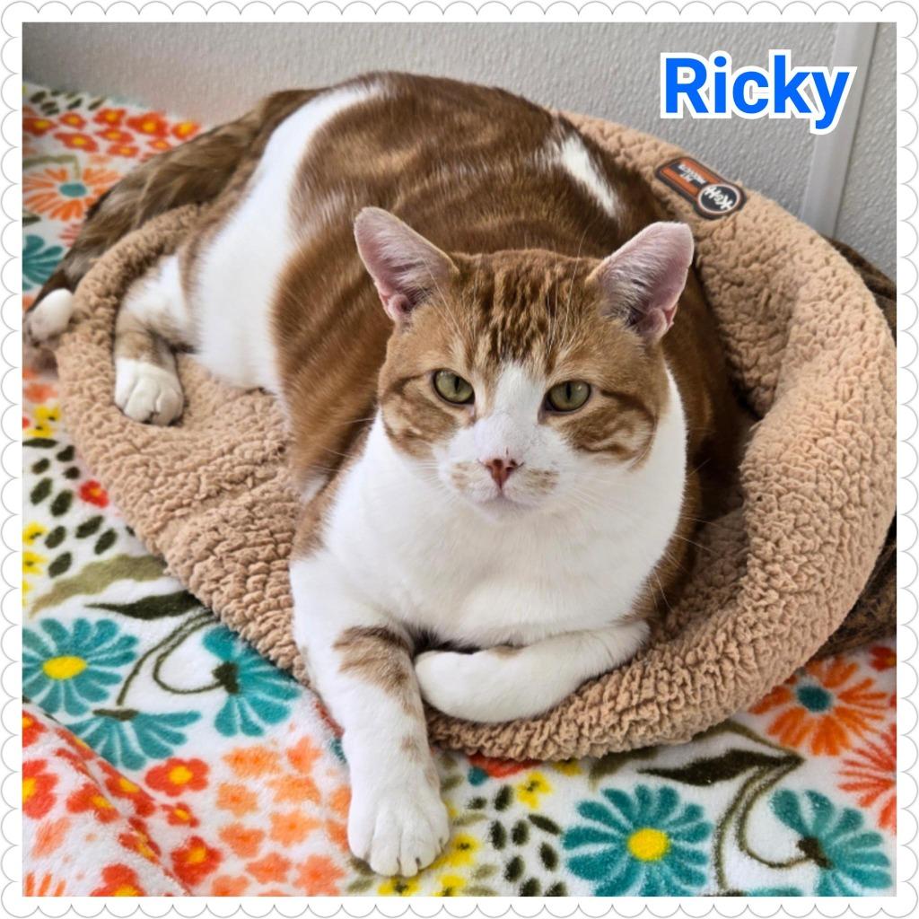 Enlarge Ricky, a Adoptable mixed breed in North Saint Paul, MN image 1/6