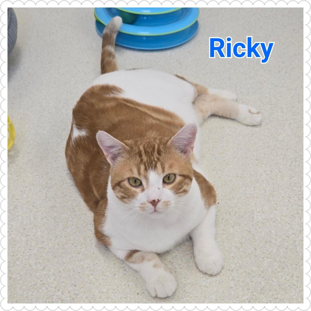 Enlarge Ricky, a Adoptable mixed breed in North Saint Paul, MN image 6/6