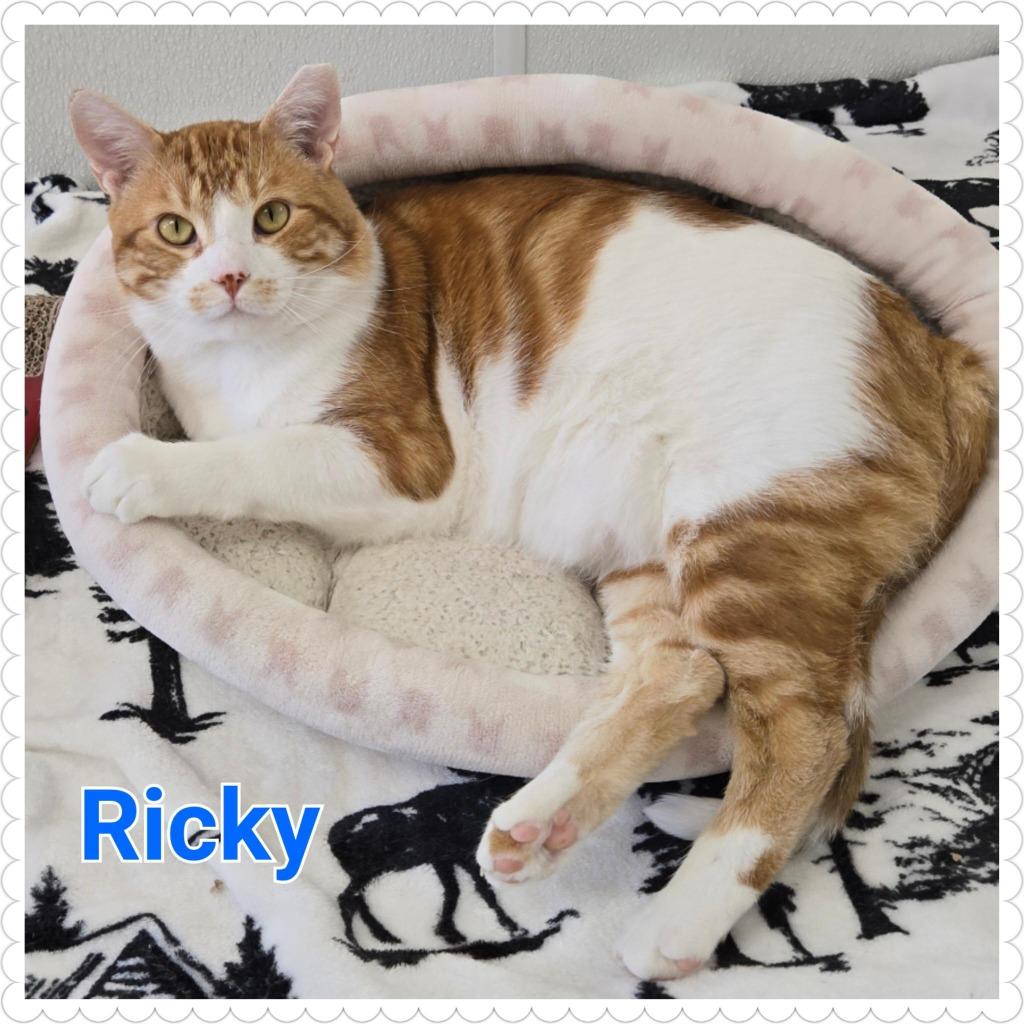 Enlarge Ricky, a Adoptable mixed breed in North Saint Paul, MN image 6/6