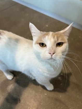 Enlarge Annabelle, a Adoptable Domestic Short Hair in Leander, TX image 1/2