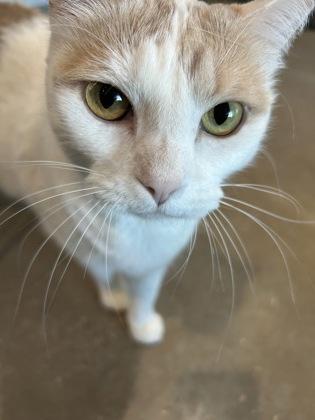 Annabelle, Adoptable, Kitten Female Domestic Short Hair & Domestic Short Hair.