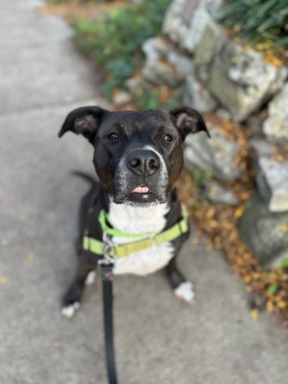 Tiffany, Adoptable, Adult Female Mixed Breed.