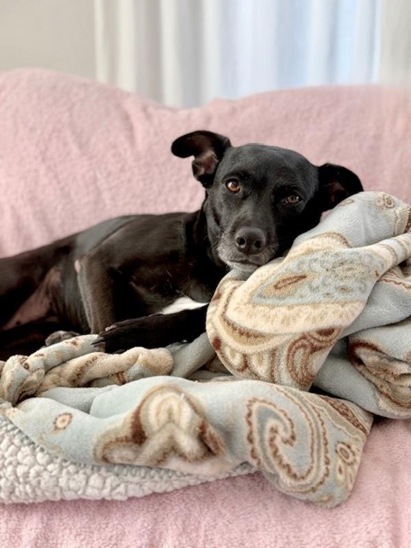 Aspen, Adoptable, Adult Female Labrador Retriever & Australian Cattle Dog / Blue Heeler.
