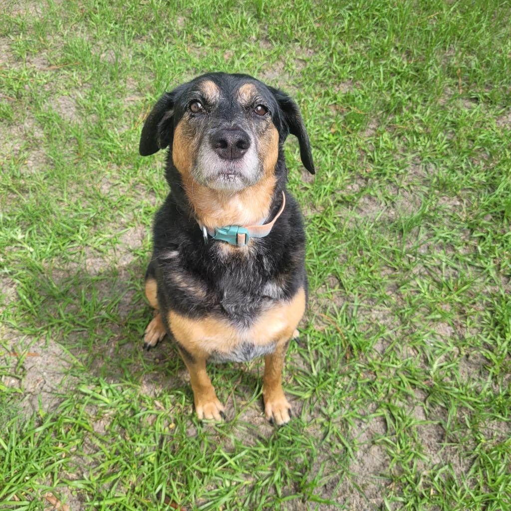 Rylan, Adoptable, Adult Female Terrier.