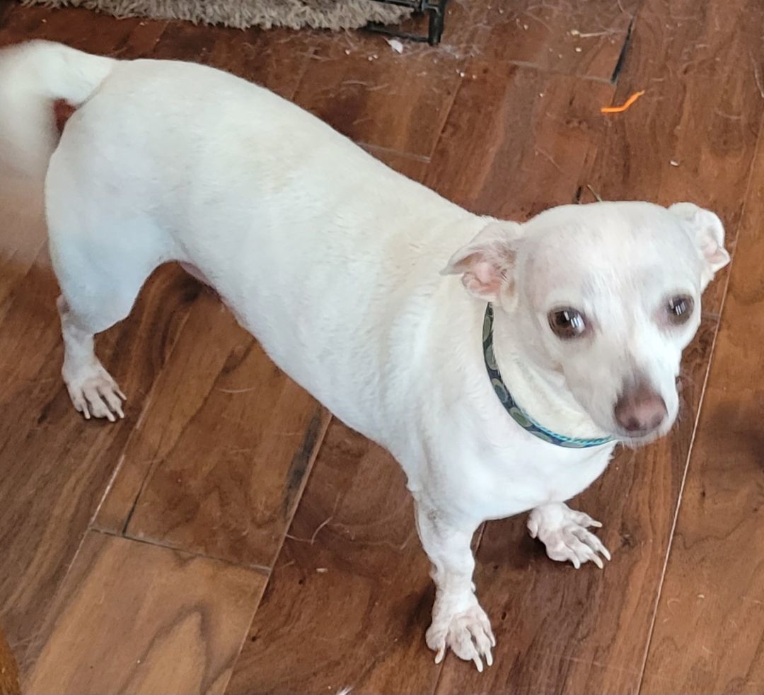 Enlarge Noveno SL11960-Thw, a Adoptable Chihuahua in Salem, OR image 4/6