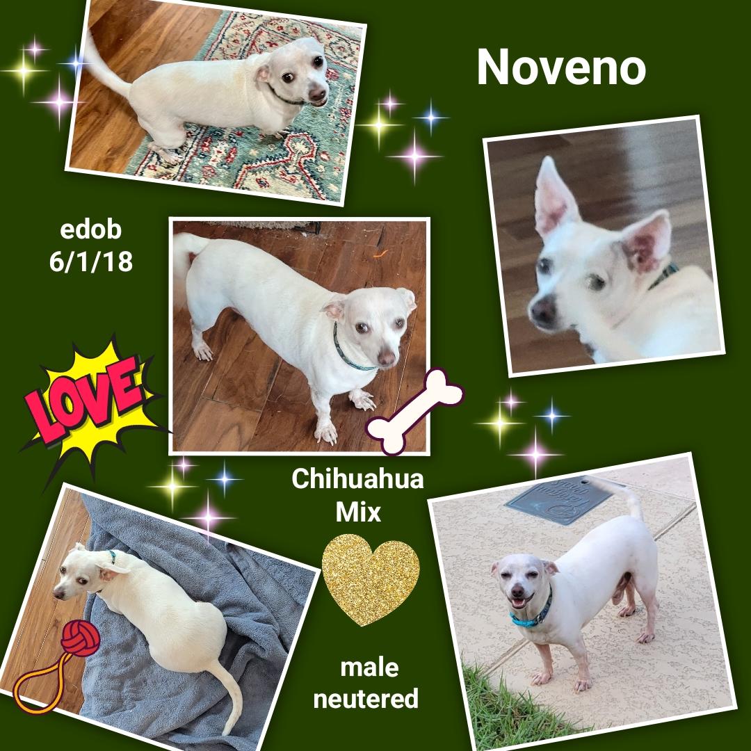 Noveno SL11960-Thw, Adoptable, Adult Male Chihuahua.