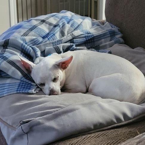 Enlarge Noveno SL11960-Thw, a Adoptable Chihuahua in Salem, OR image 6/6