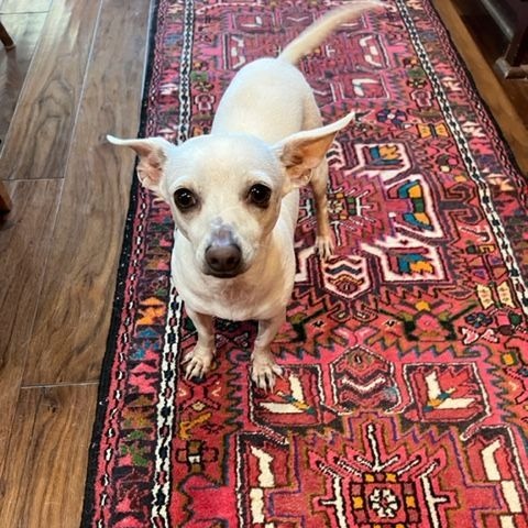 Enlarge Noveno SL11960-Thw, a Adoptable Chihuahua in Salem, OR image 5/6