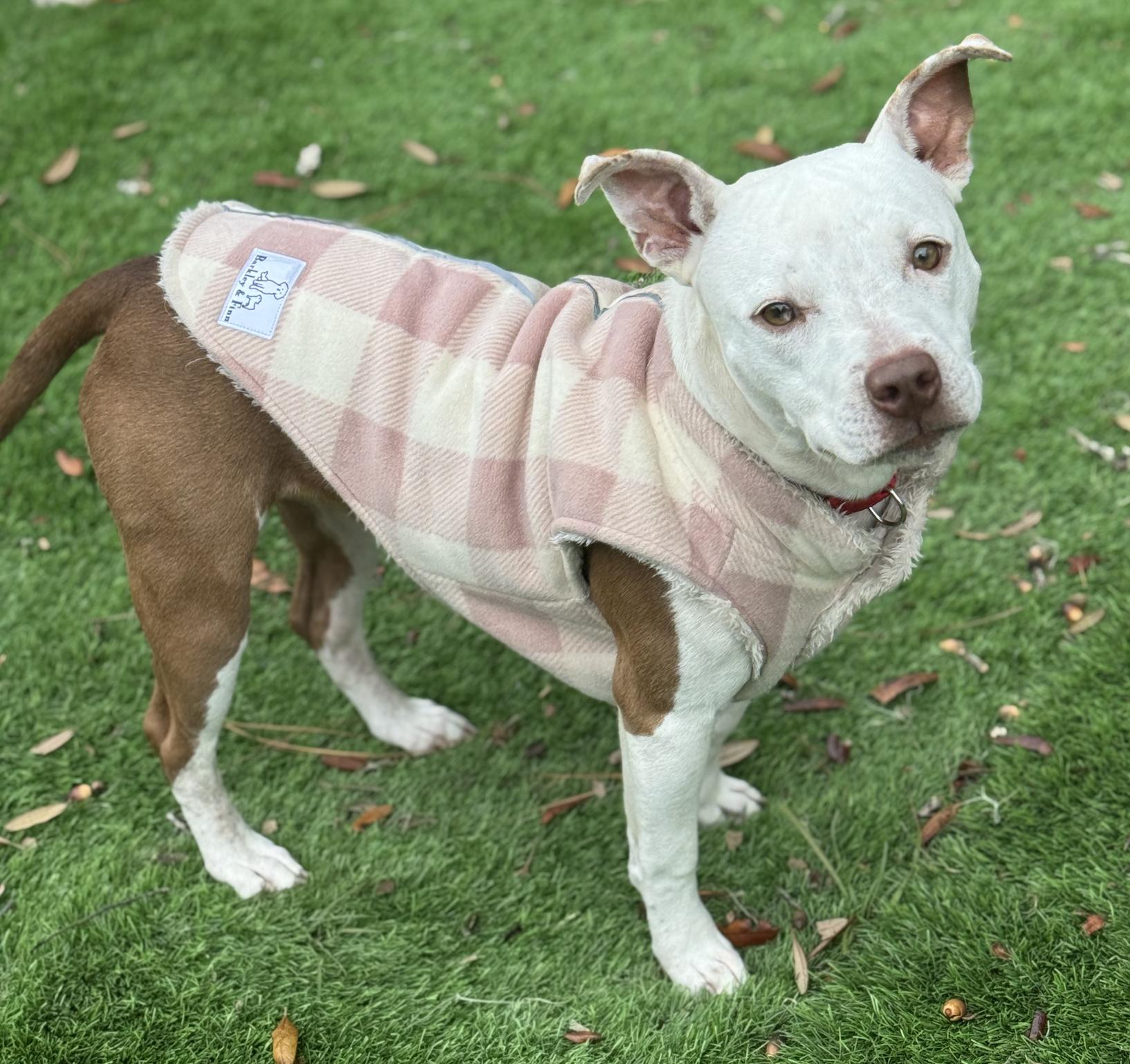 Enlarge Koko, an adoptable mixed breed in Pawleys Island, SC image 1/1