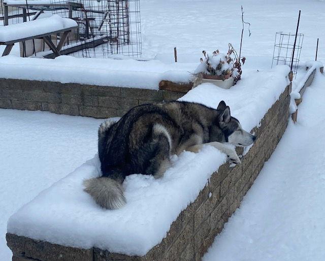 Crossbone, Adoptable, Senior Male Husky.