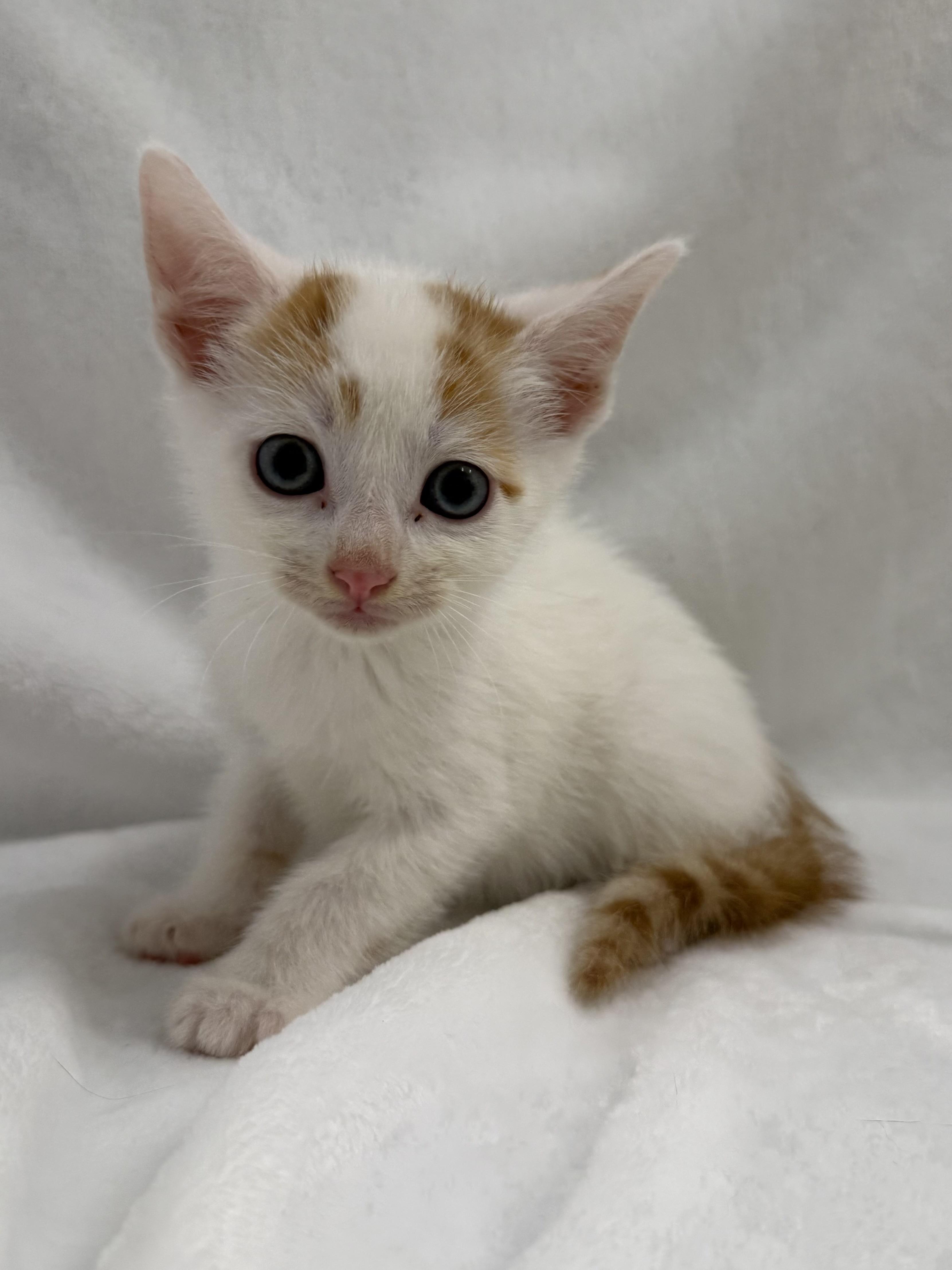 Enlarge Flan, a Adoptable mixed breed in Greensboro, NC image 3/5