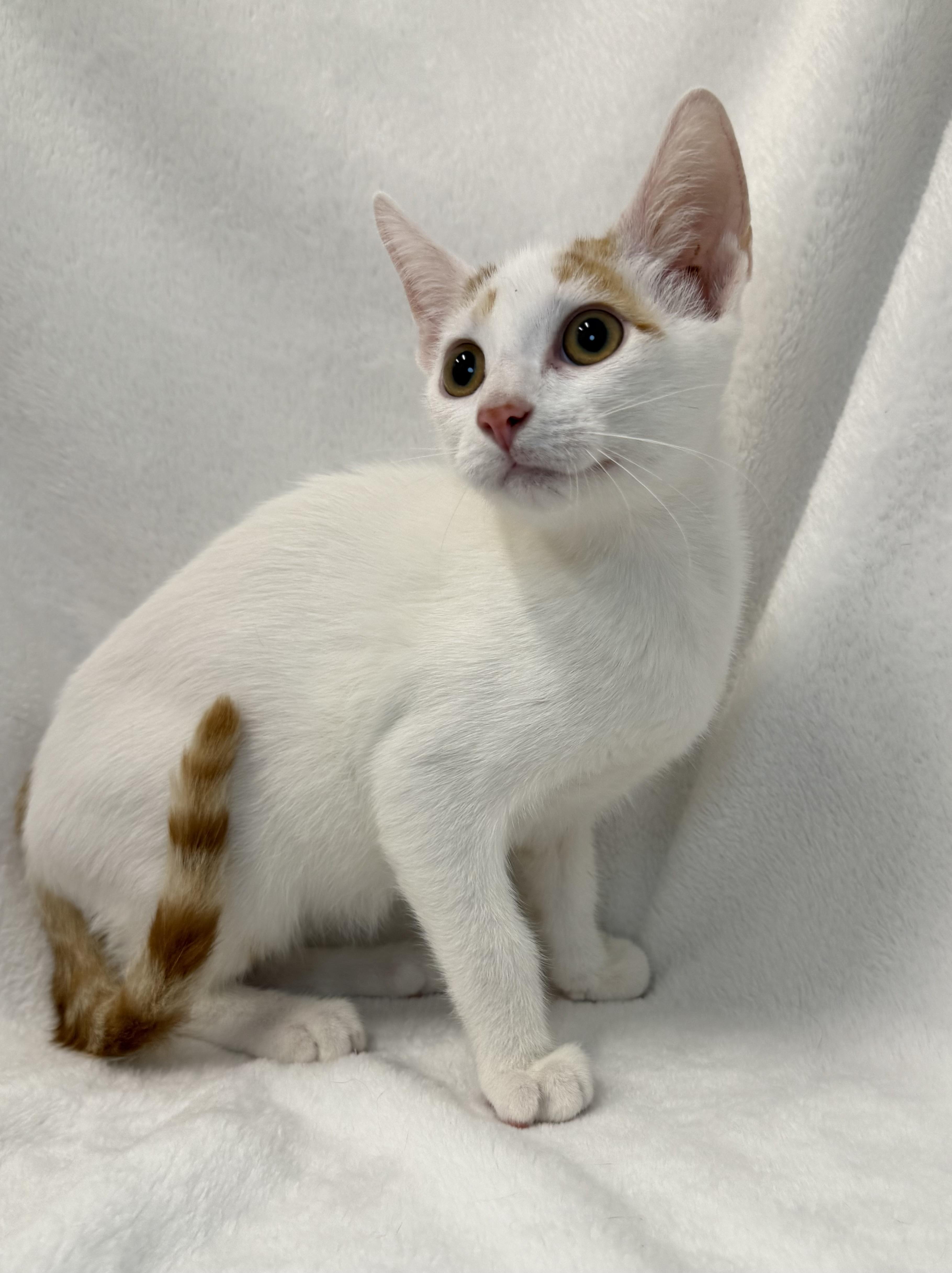 Enlarge Flan, a Adoptable mixed breed in Greensboro, NC image 2/5