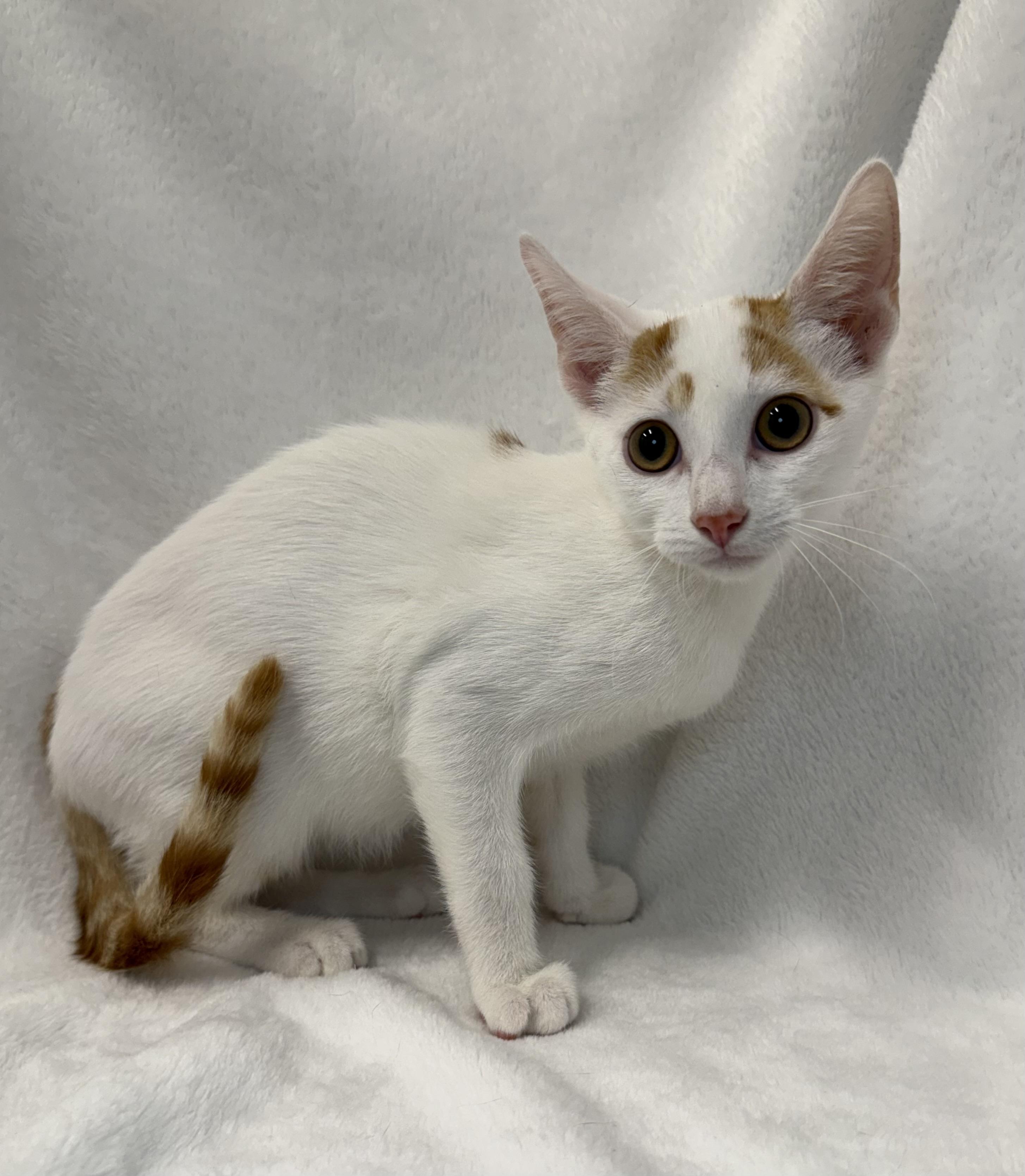 Flan, Adoptable, Kitten Male Domestic Short Hair & Tabby.