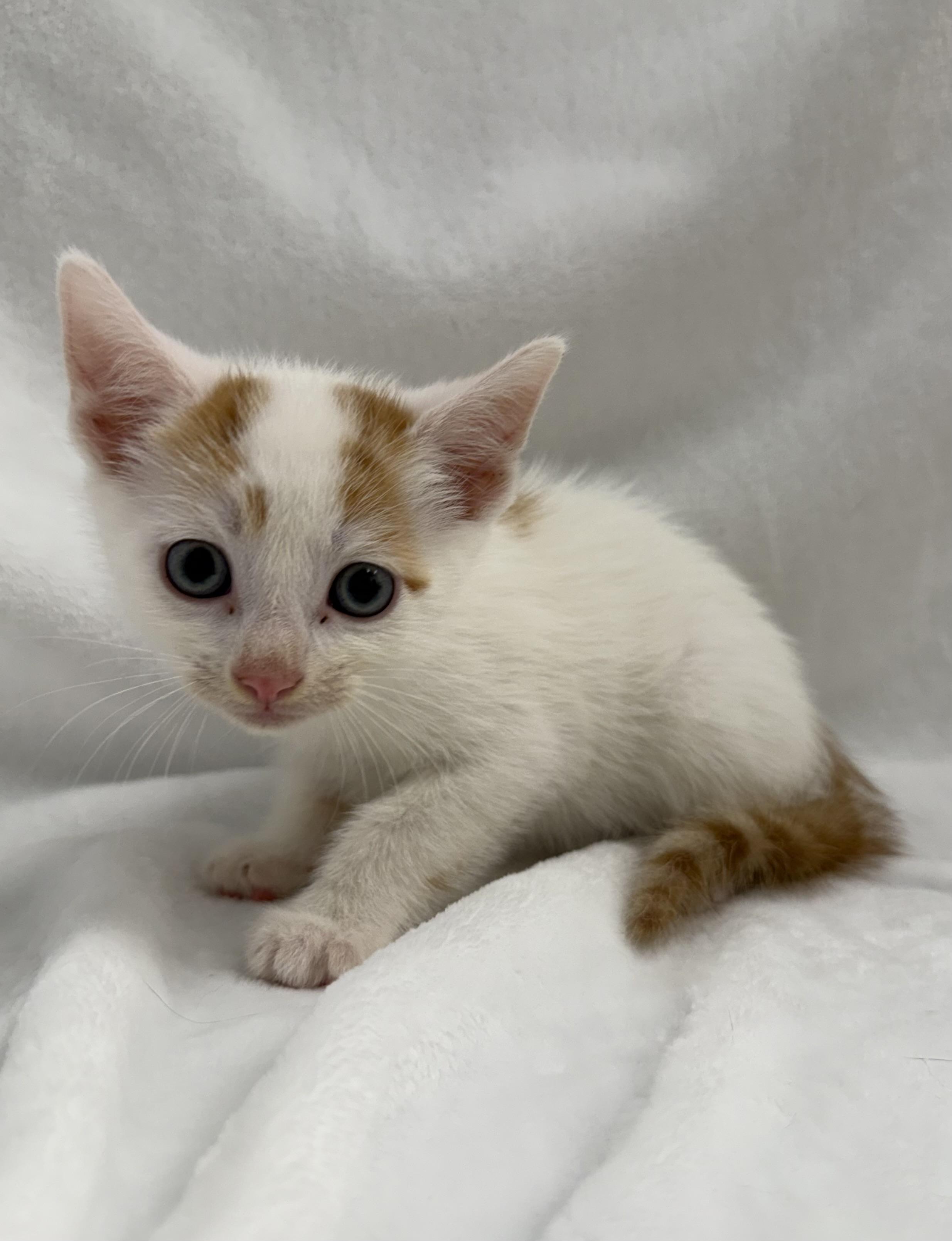 Enlarge Flan, a Adoptable mixed breed in Greensboro, NC image 5/5
