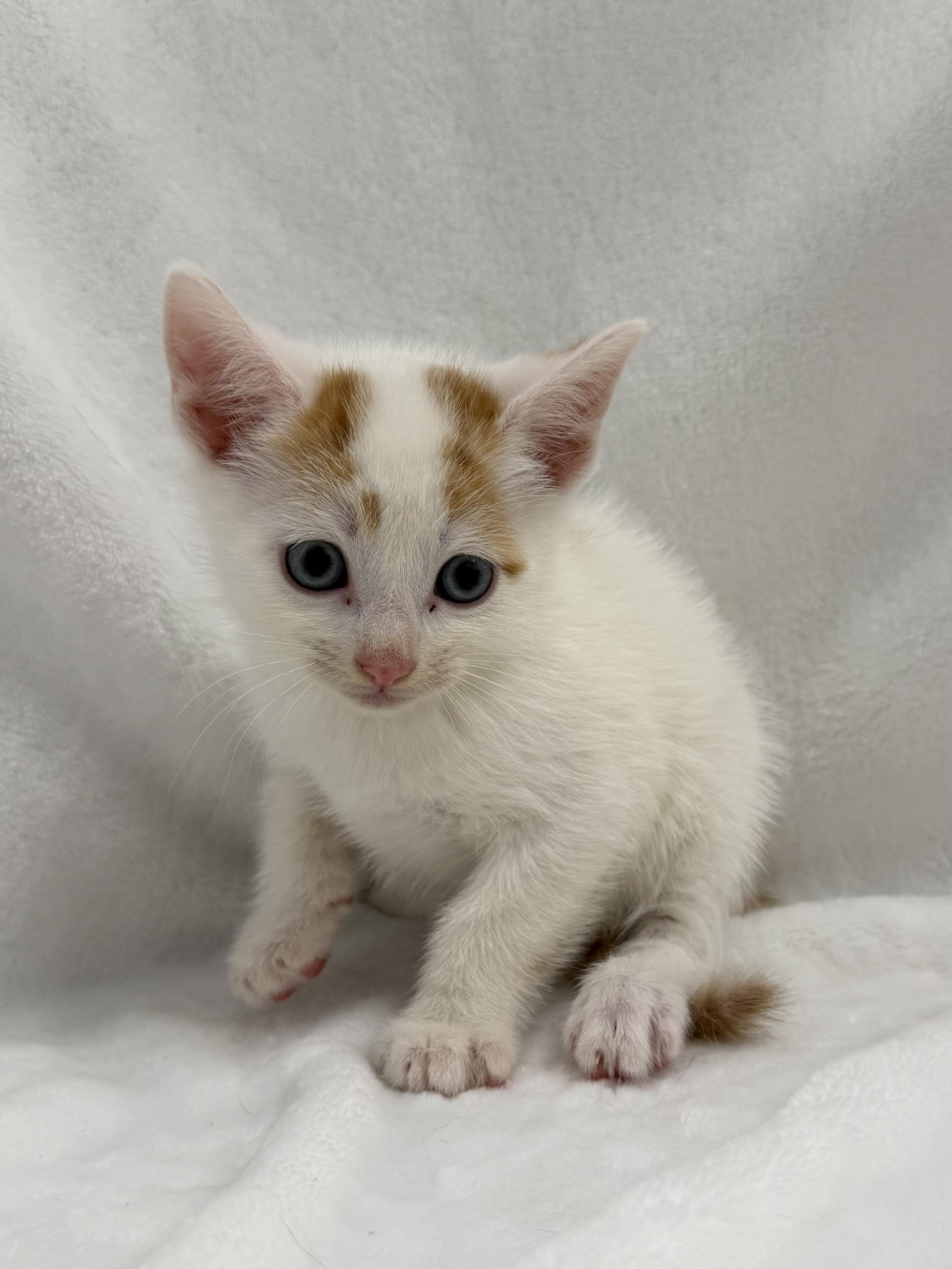 Enlarge Flan, a Adoptable mixed breed in Greensboro, NC image 4/5