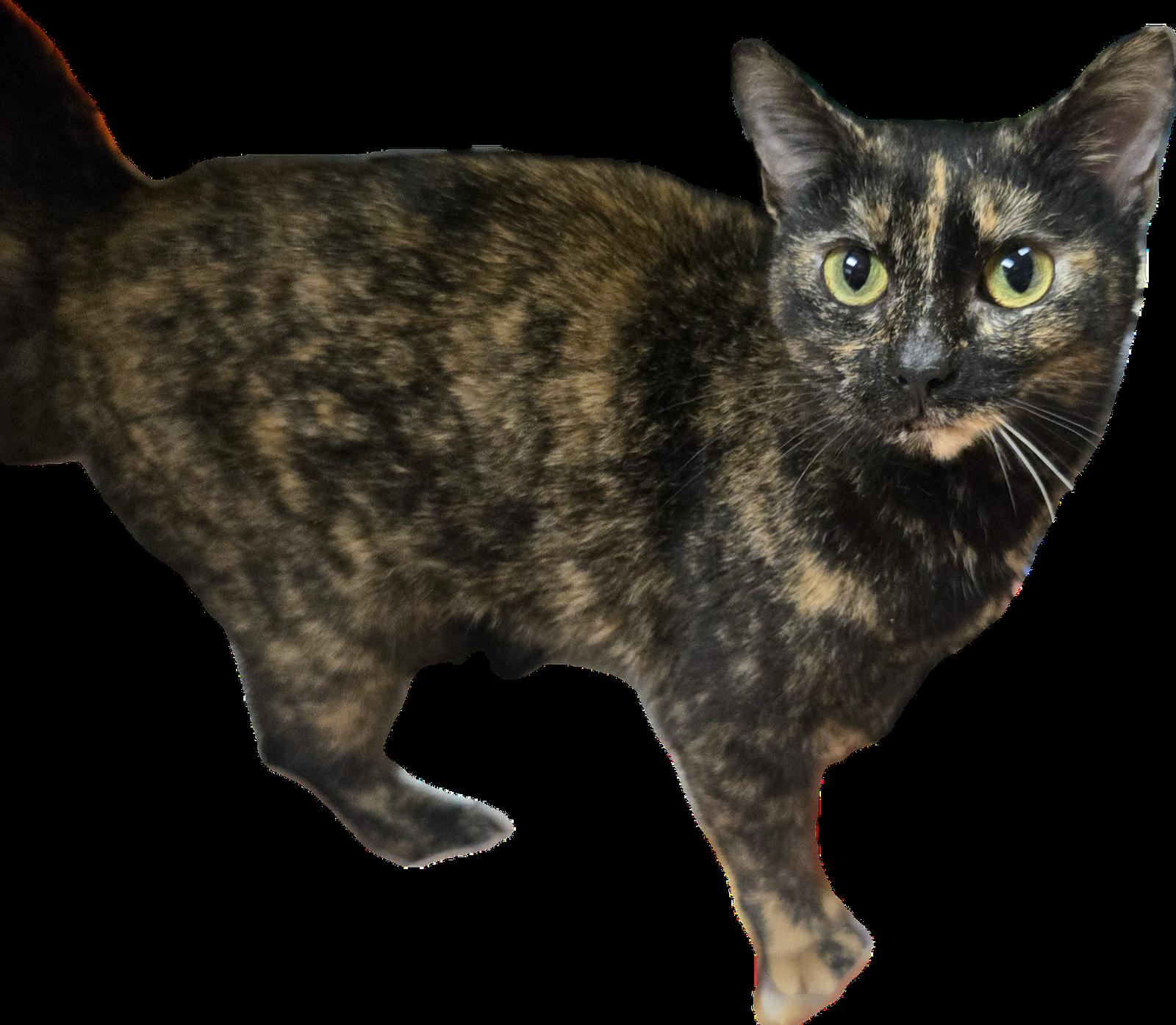 Pheobe, Adoptable, Young Female Domestic Short Hair.