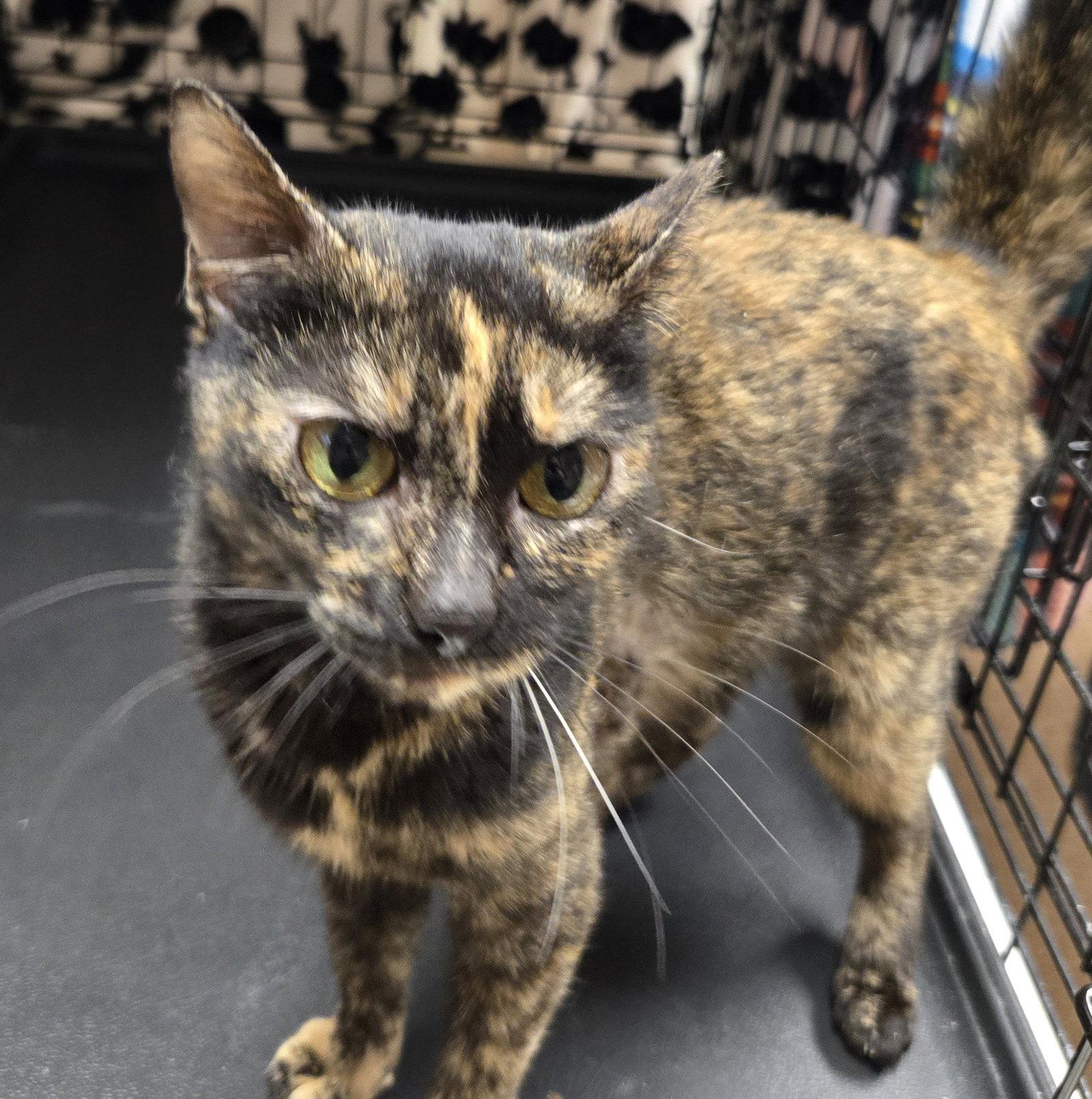 Pheobe, a Adoptable Domestic Short Hair in Alpharetta, GA image 2/3