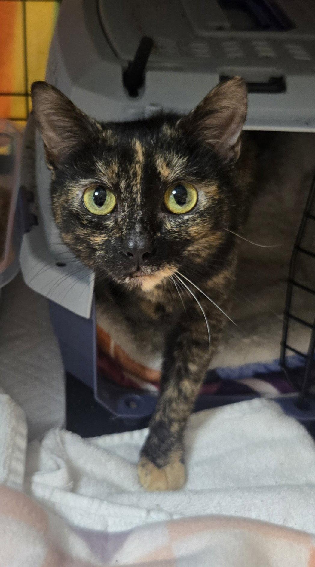 Pheobe, a Adoptable Domestic Short Hair in Alpharetta, GA image 3/3