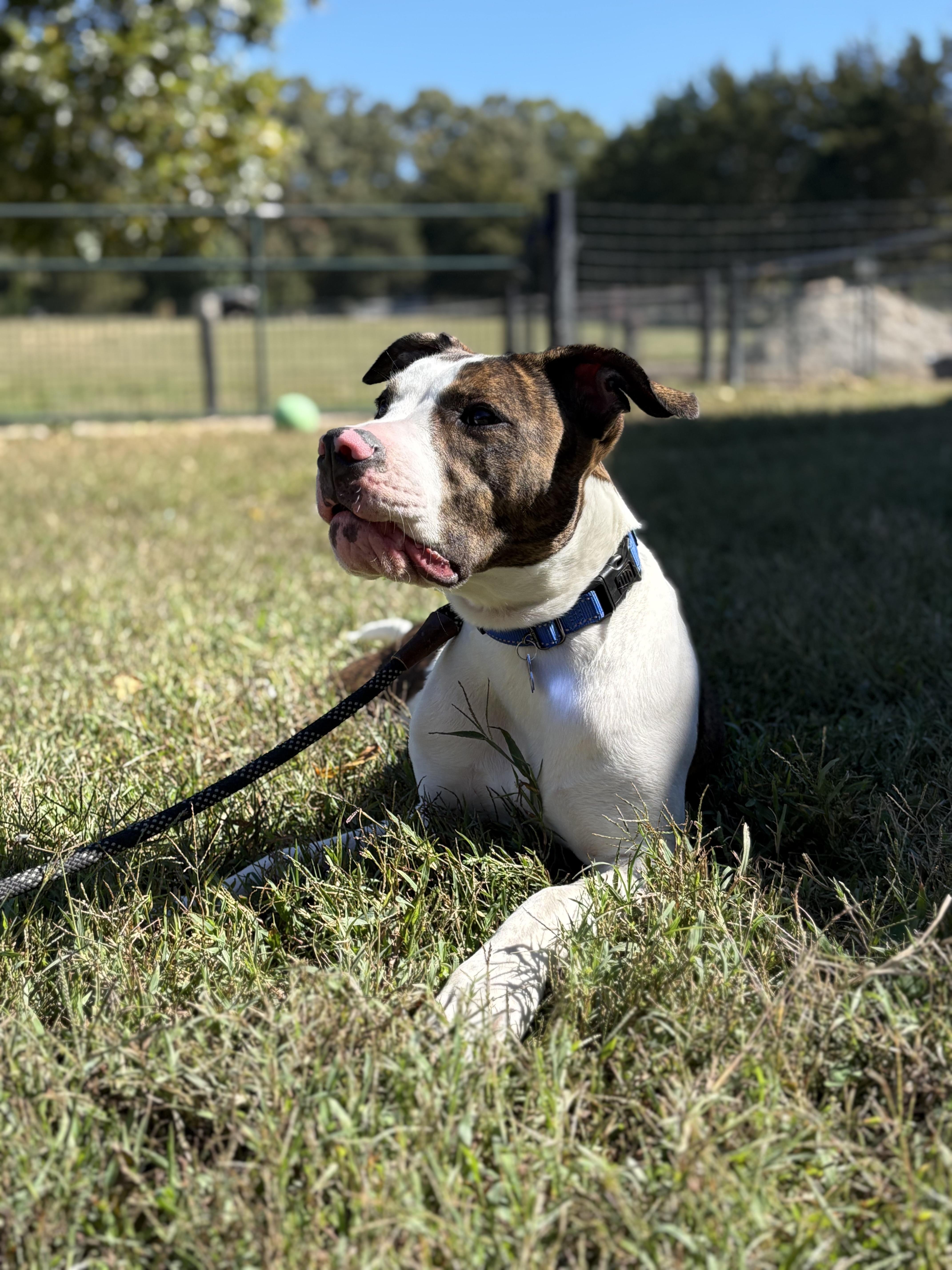 Enlarge Miesha, a Adoptable mixed breed in Louisa, VA image 4/6