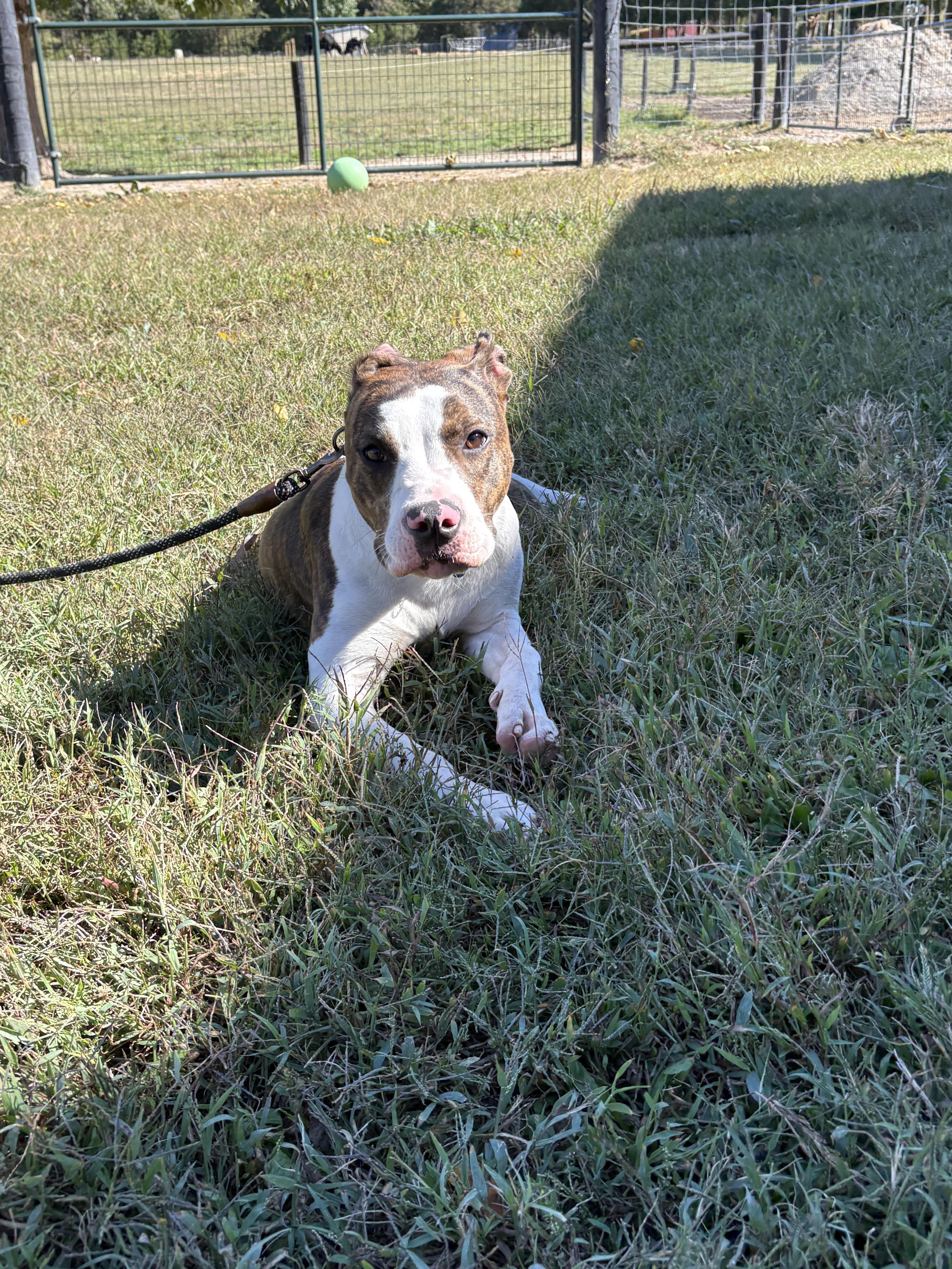 Enlarge Miesha, a Adoptable mixed breed in Louisa, VA image 5/6