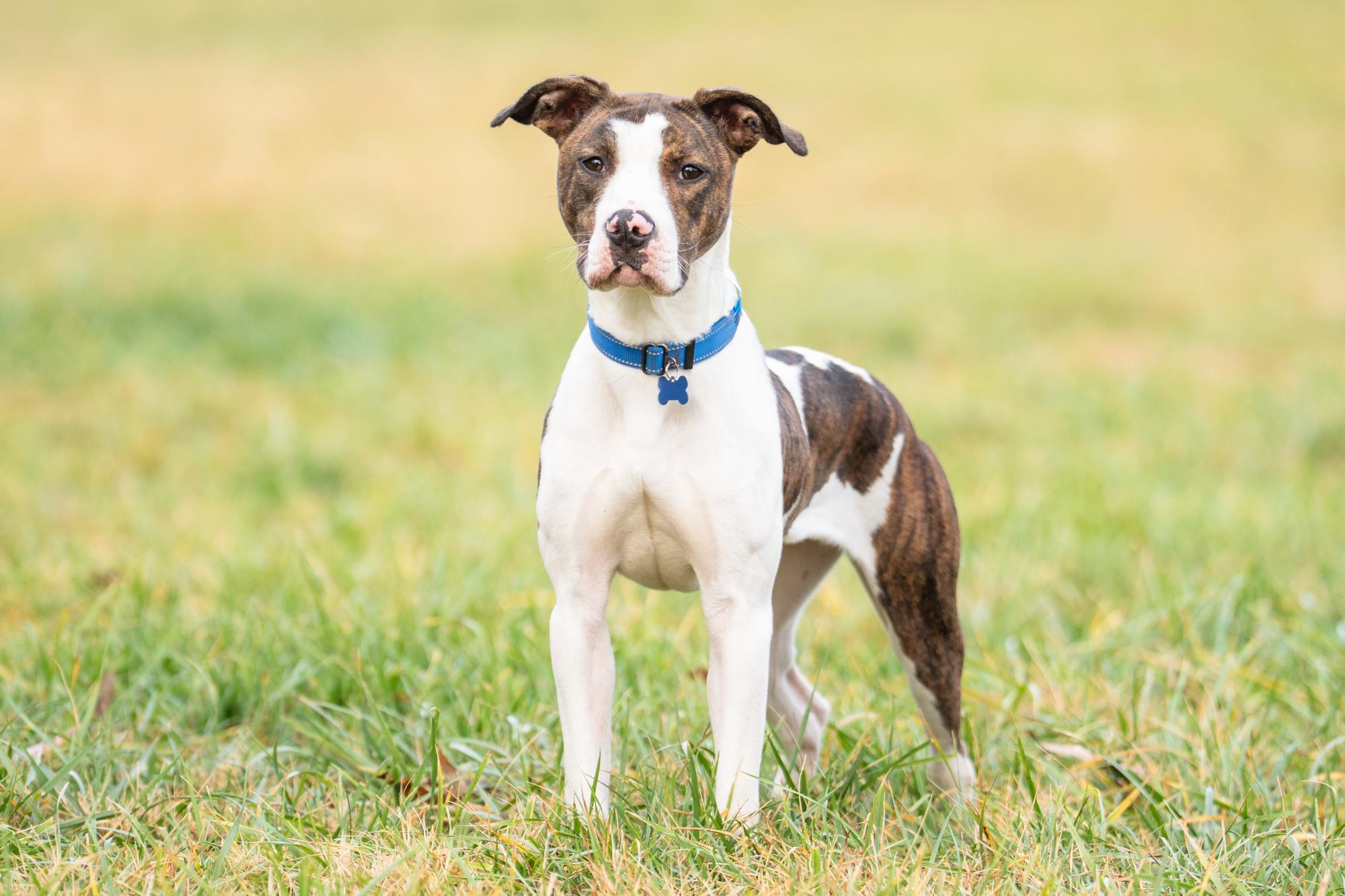 Enlarge Miesha, a Adoptable mixed breed in Louisa, VA image 3/4