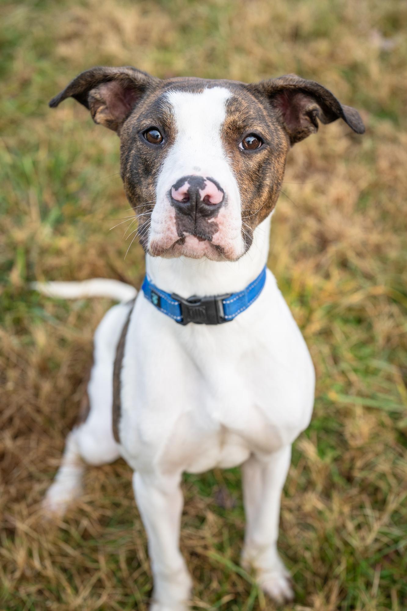 Miesha, Adoptable, Young Female Pit Bull Terrier & Labrador Retriever.