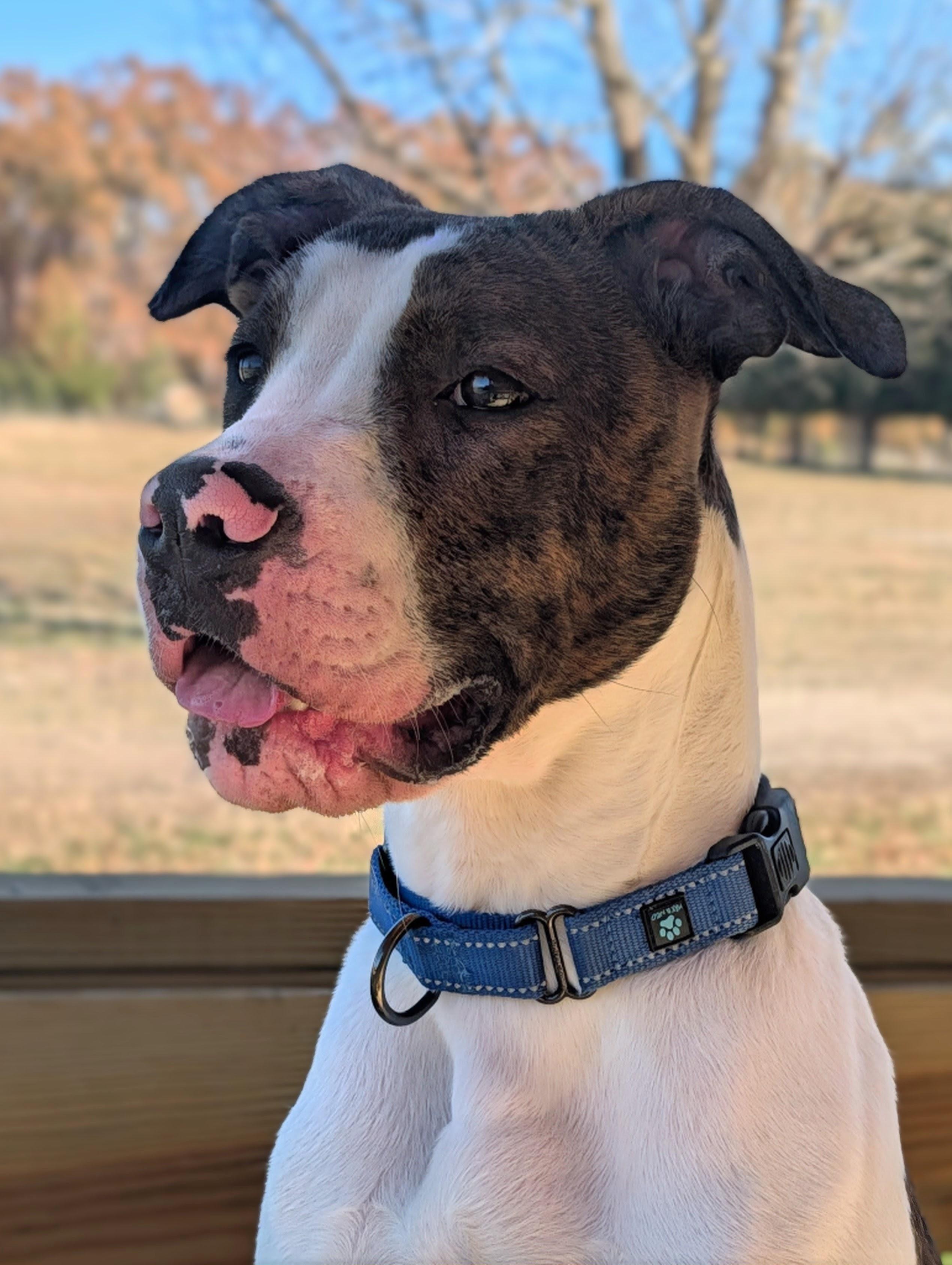 Miesha, Adoptable, Young Female Pit Bull Terrier & Labrador Retriever.