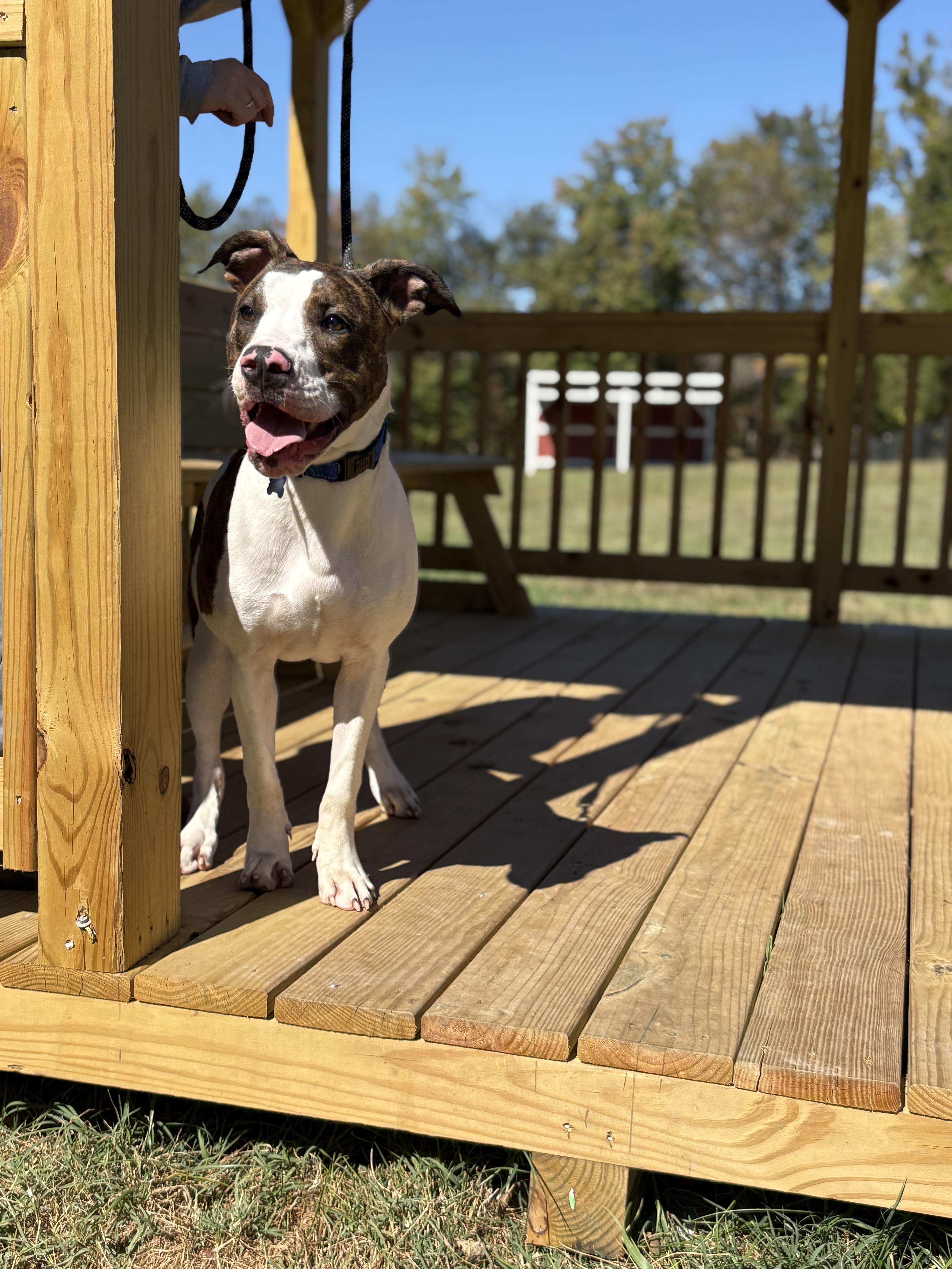 Enlarge Miesha, a Adoptable mixed breed in Louisa, VA image 3/6