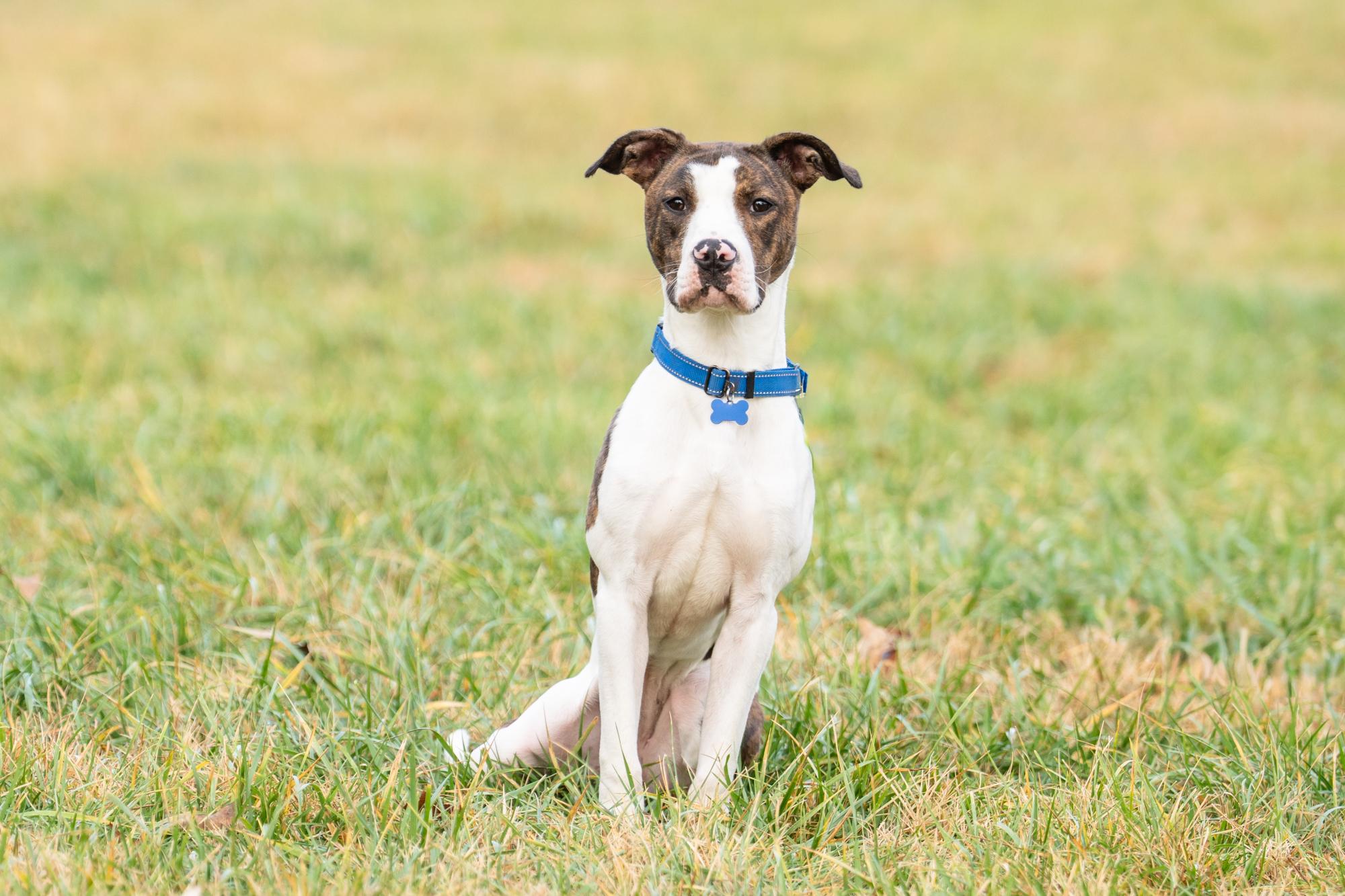 Enlarge Miesha, a Adoptable mixed breed in Louisa, VA image 2/4