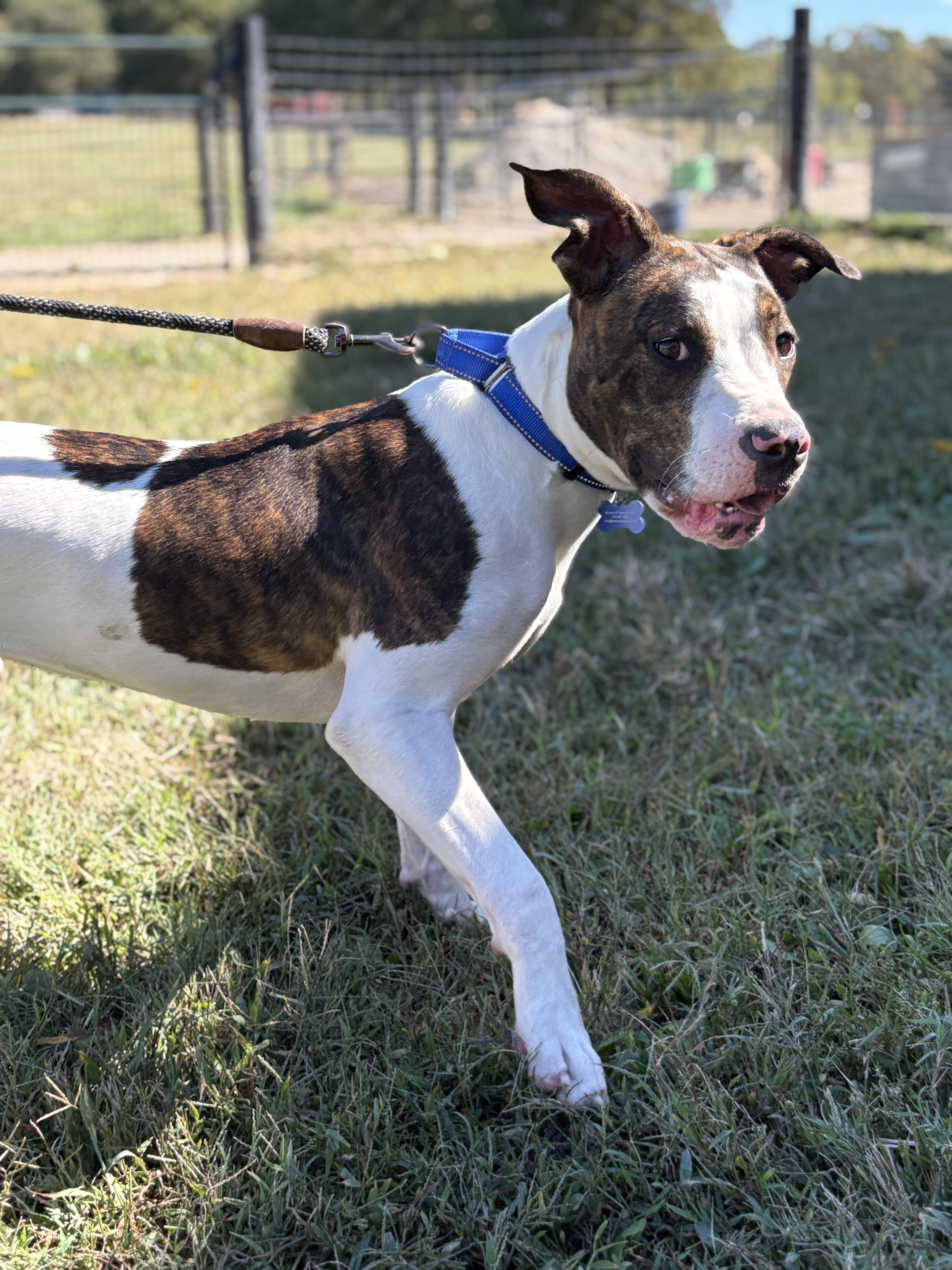 Enlarge Miesha, a Adoptable mixed breed in Louisa, VA image 6/6
