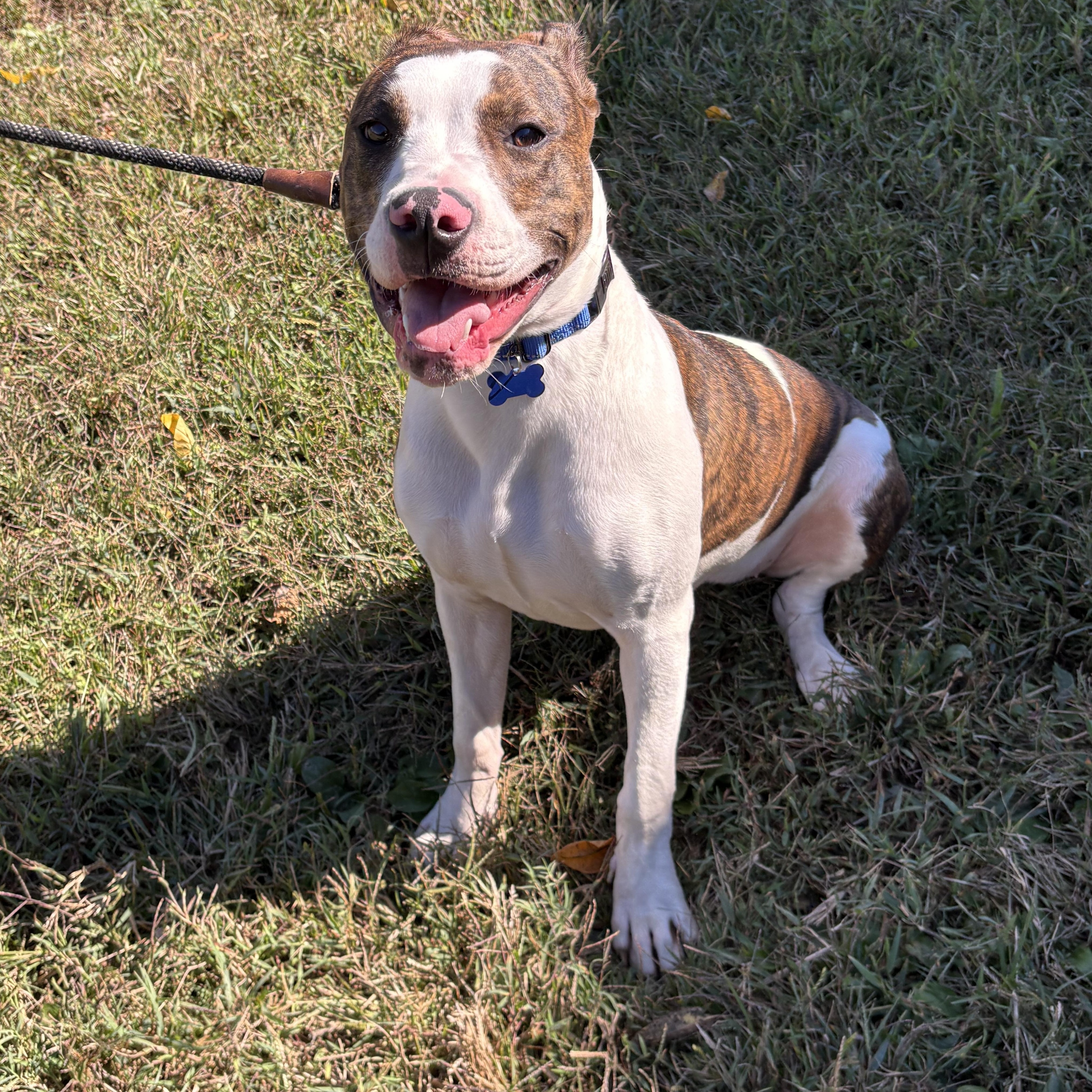 Miesha, Adoptable, Young Female Pit Bull Terrier & Labrador Retriever.