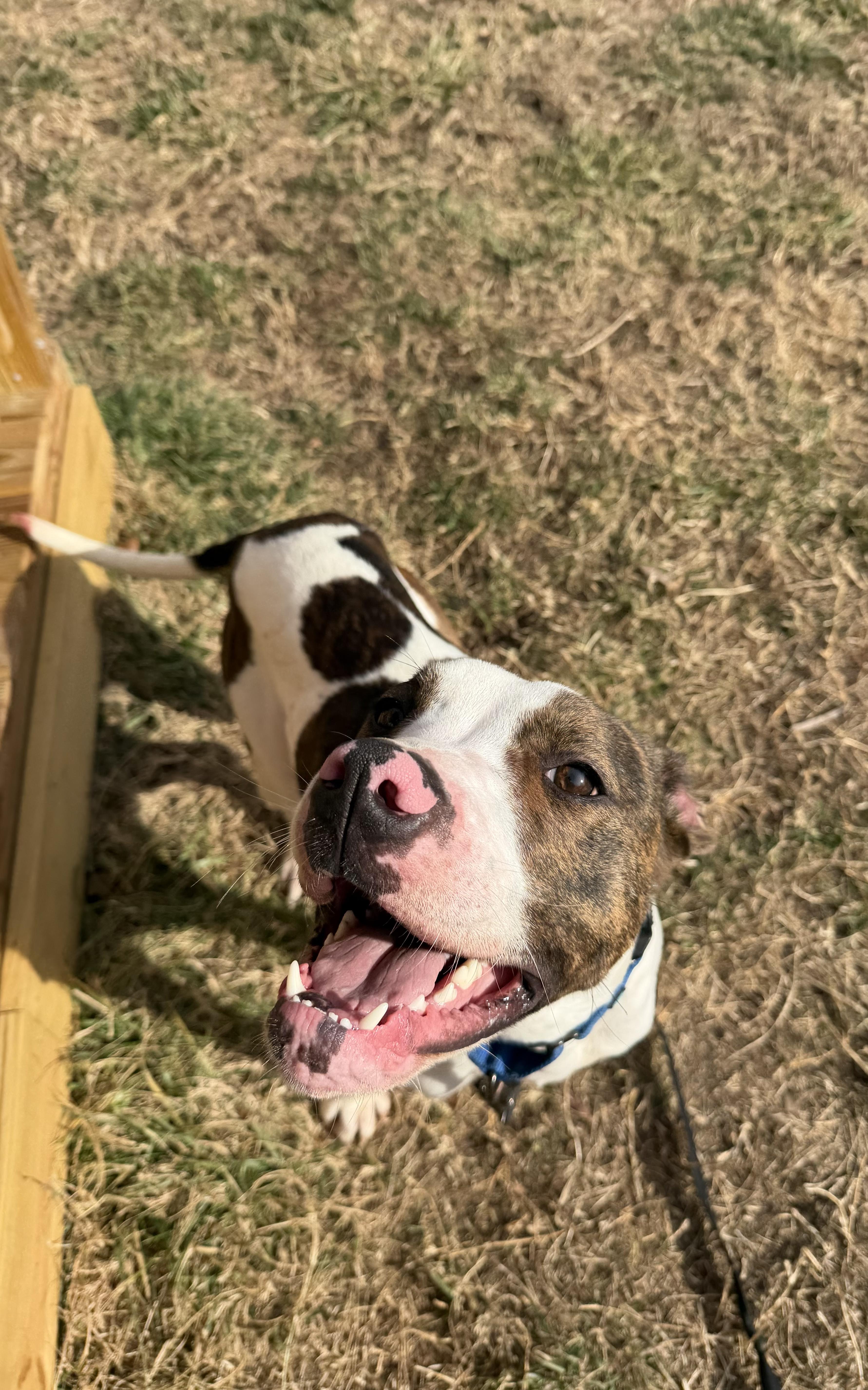 Enlarge Miesha, a Adoptable mixed breed in Louisa, VA image 2/6