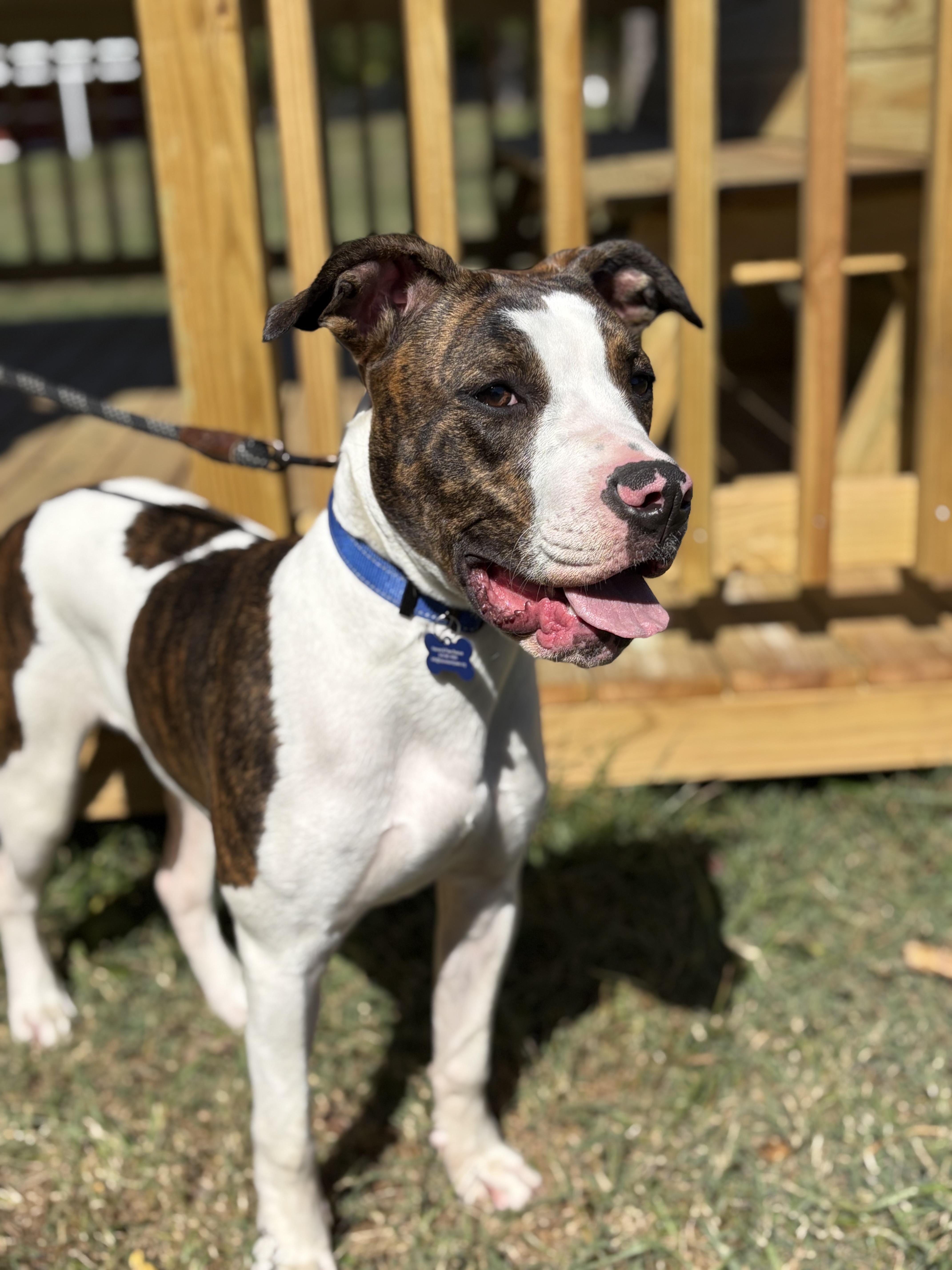 Enlarge Miesha, a Adoptable mixed breed in Louisa, VA image 2/6