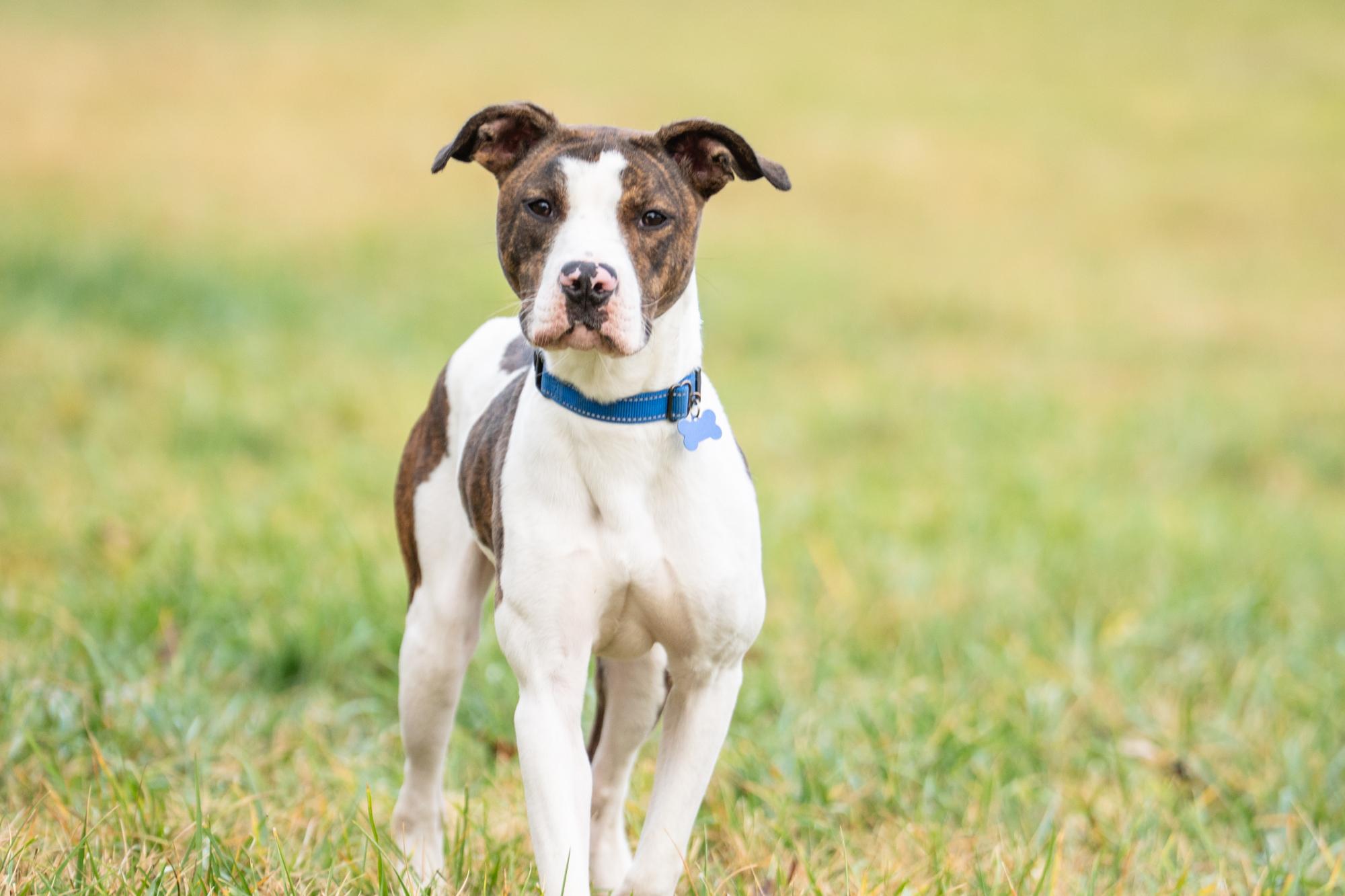 Enlarge Miesha, a Adoptable mixed breed in Louisa, VA image 4/4