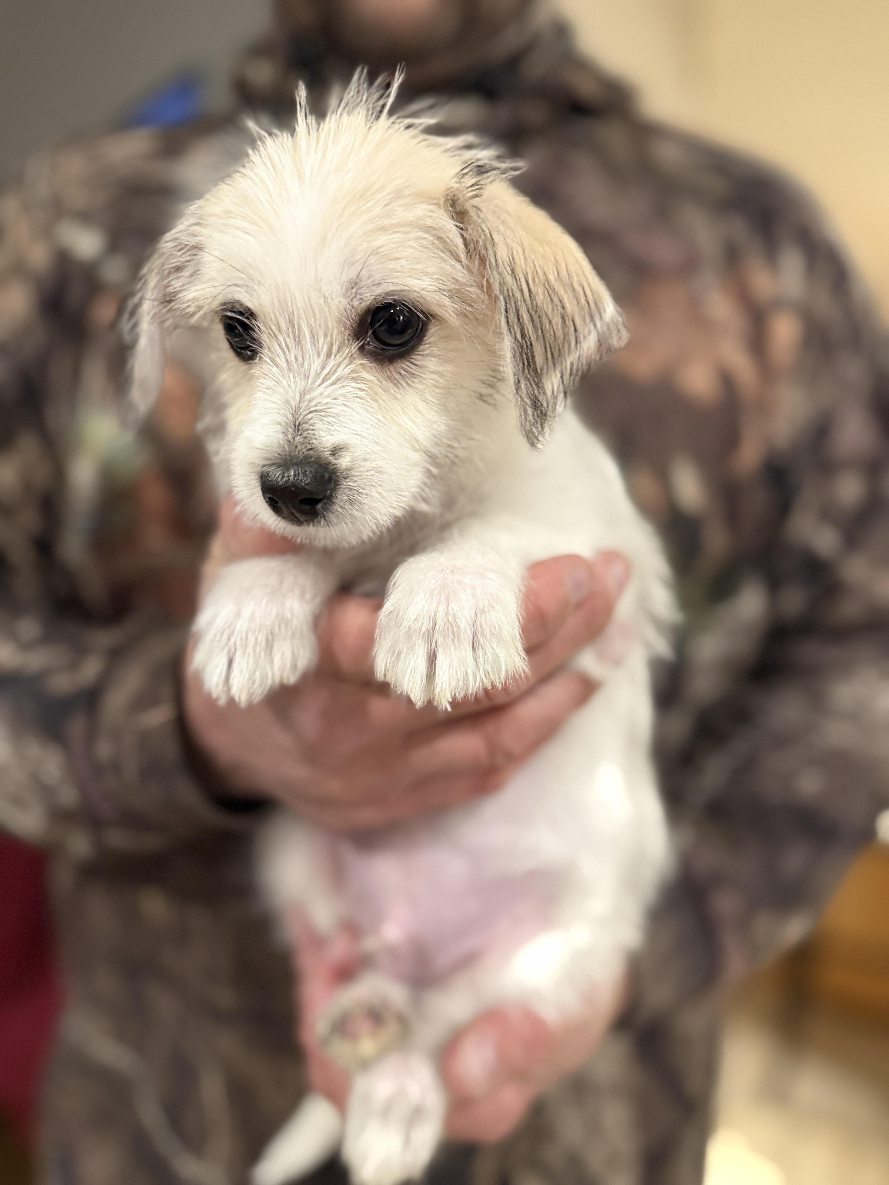 Eddie, adopted, Puppy Male Chihuahua & Miniature Poodle.